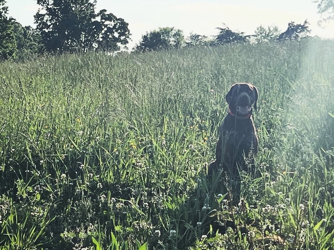 AKC - GSP - Ruby