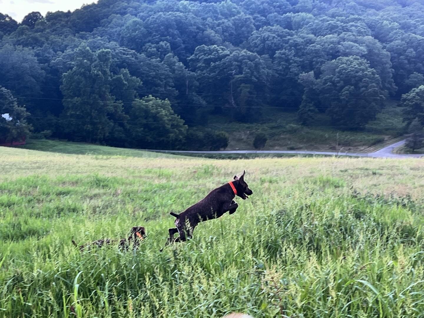 AKC - GSP - ON POINT