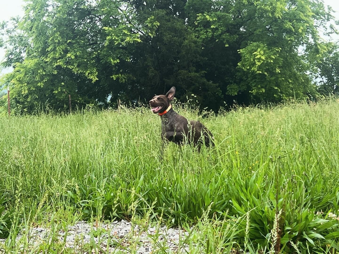 AKC Pearly Gates Pointers