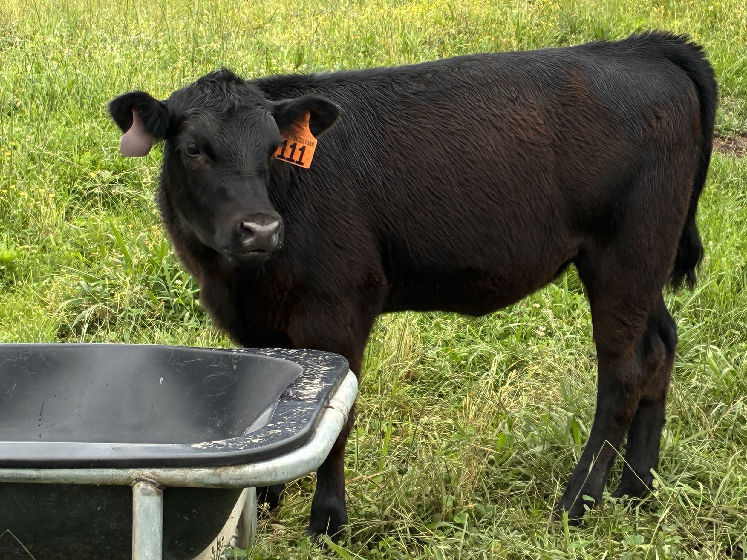 Pearly Gates Farm - Heifer - Available