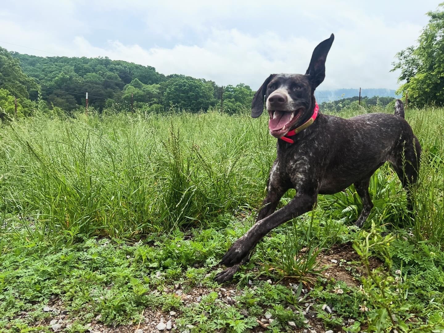 AKC - Bristol - Liver Roan