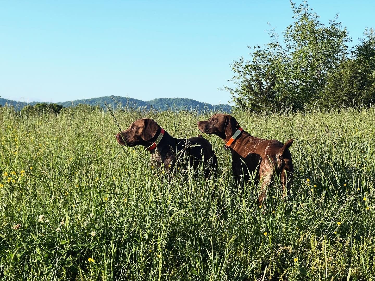 AKC - Males - Finley & Nash