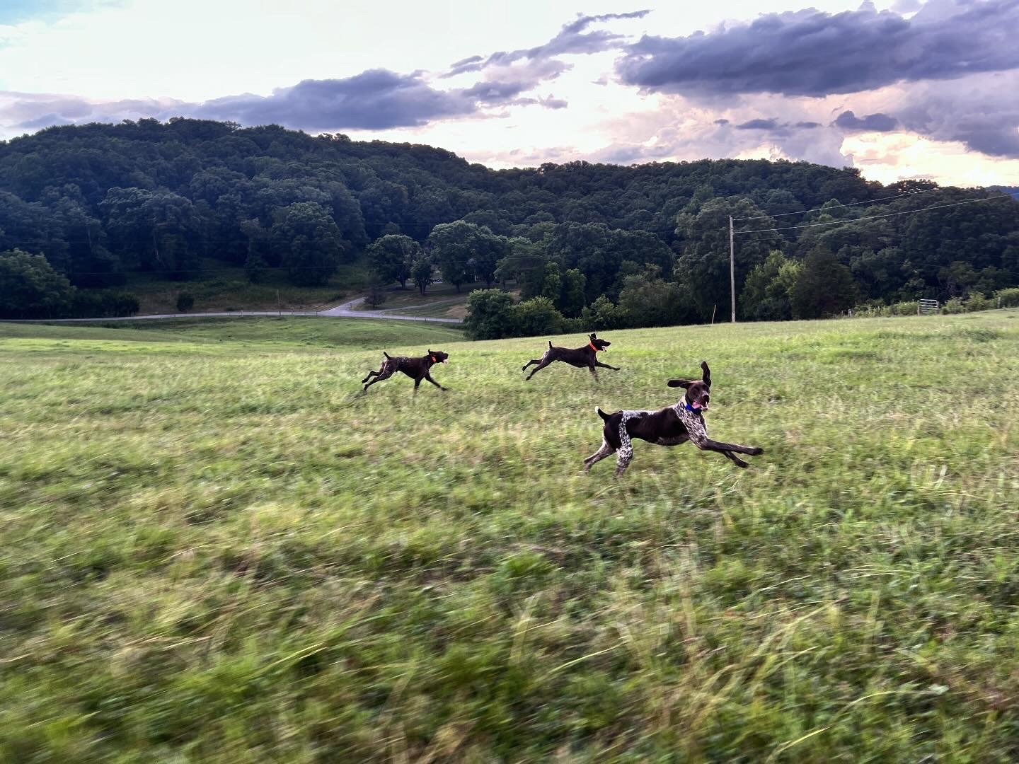 AKC Pearly Gates Pointers