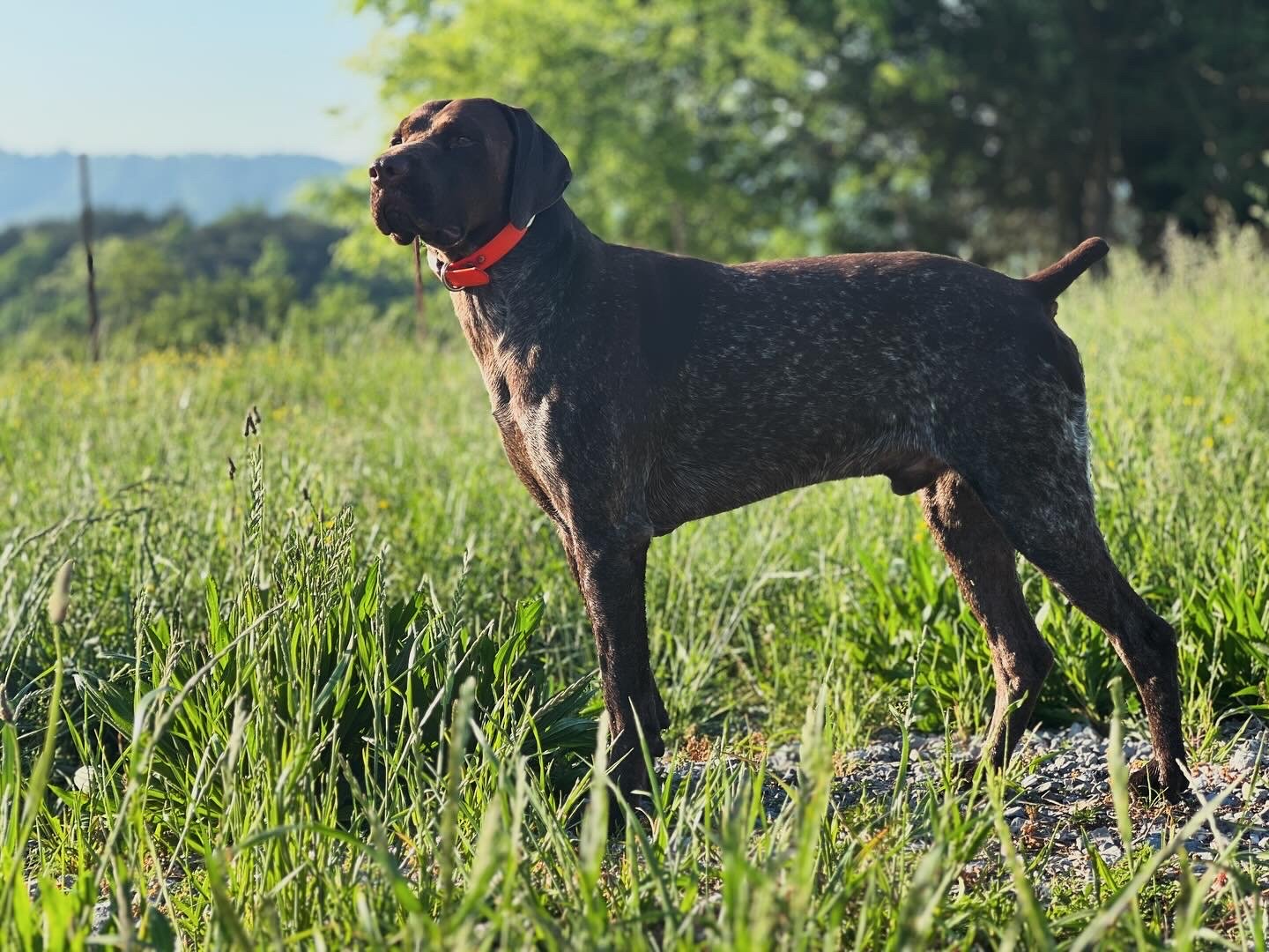 AKC - Finley - Liver Roan - Stud