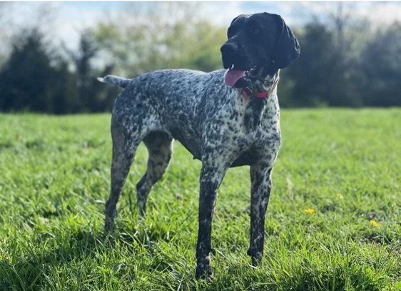 AKC - Dolly - Black Roan