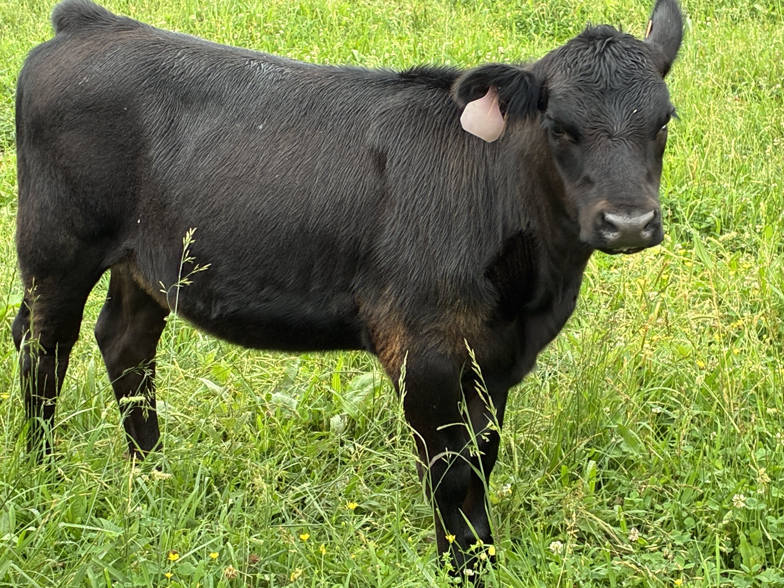 Pearly Gates Farm - Available Heifer