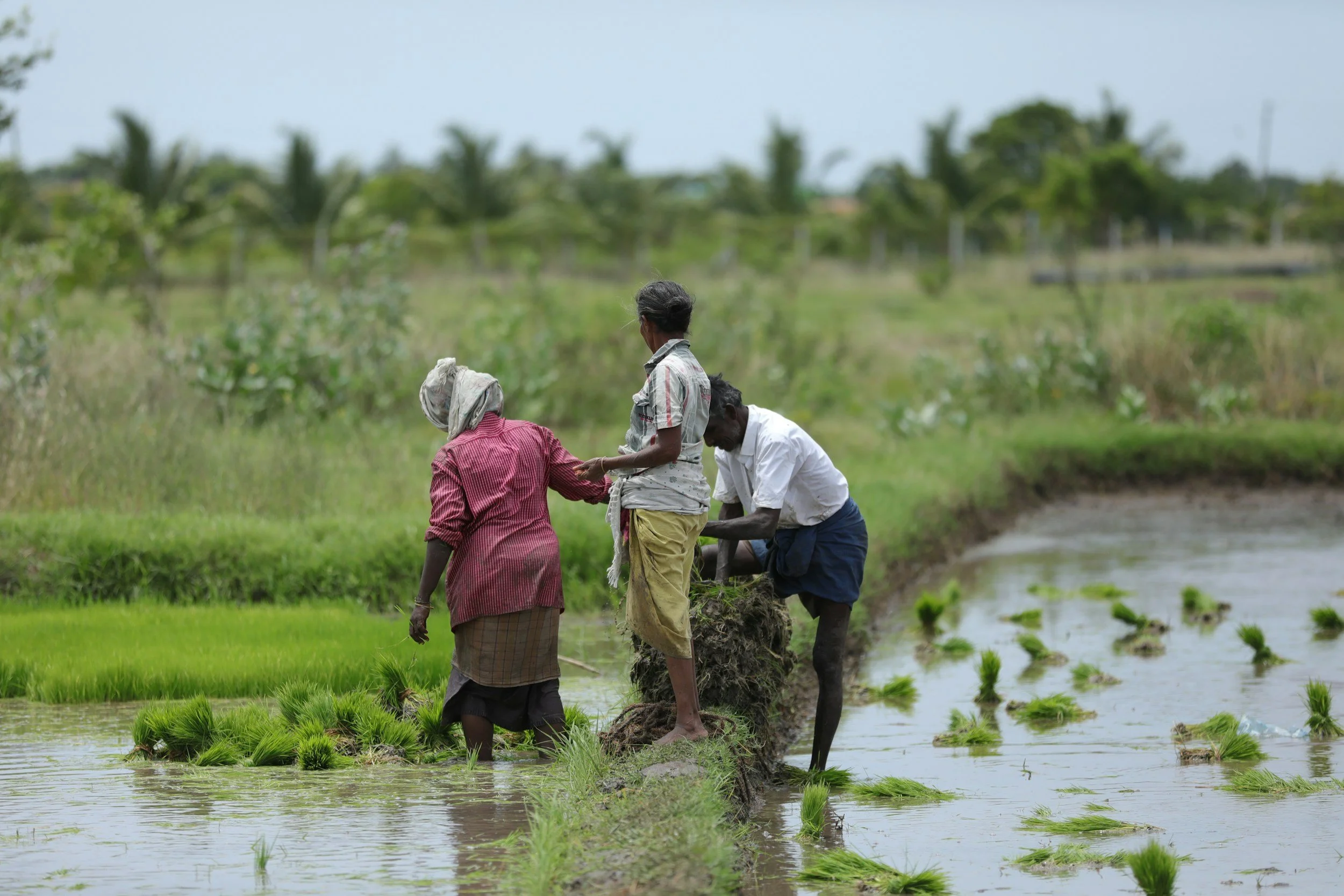 indian farmers in the field