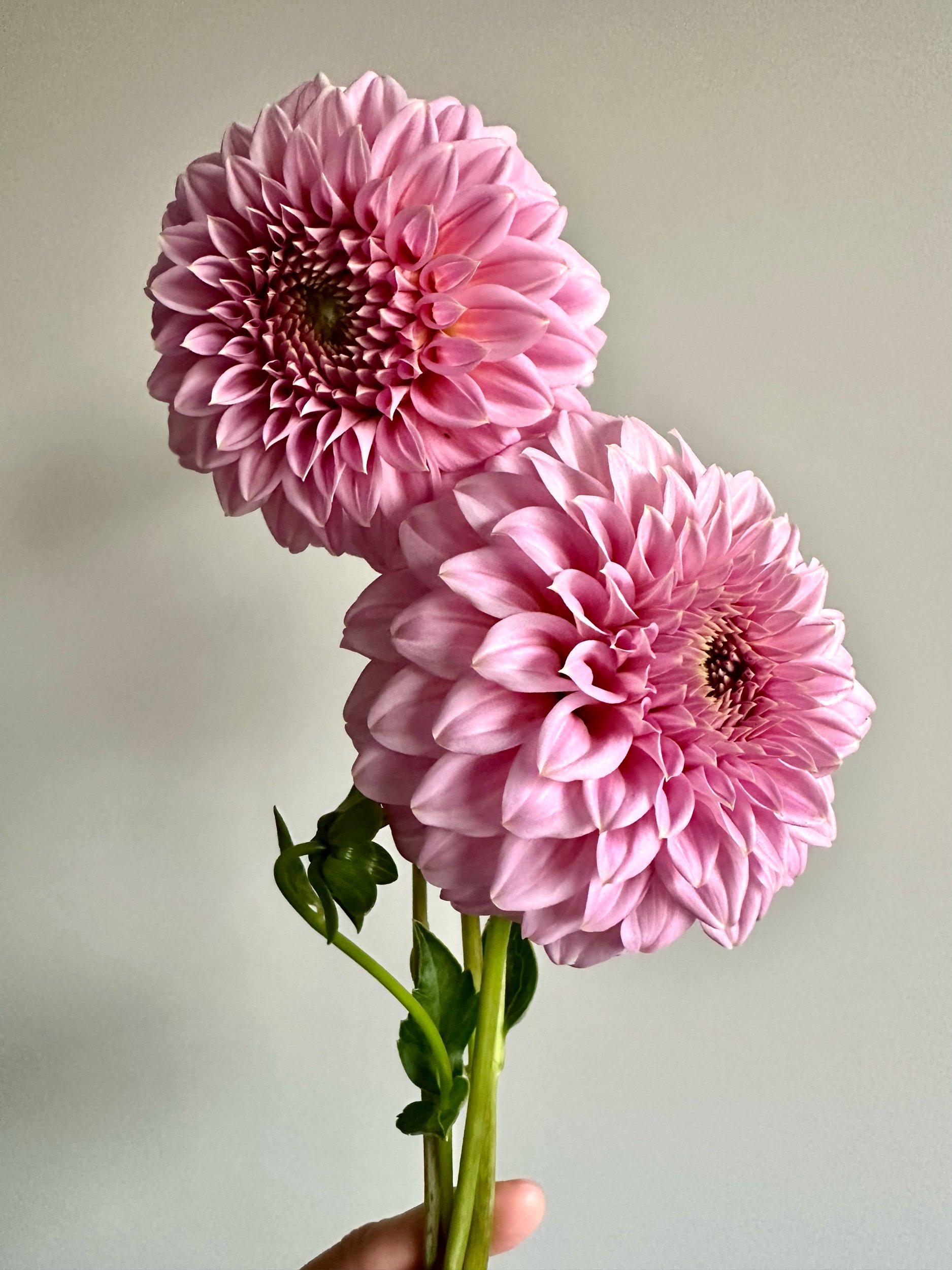 8403A75D-6D63-43F9-84A3-5F01BB850BE4.jpeg