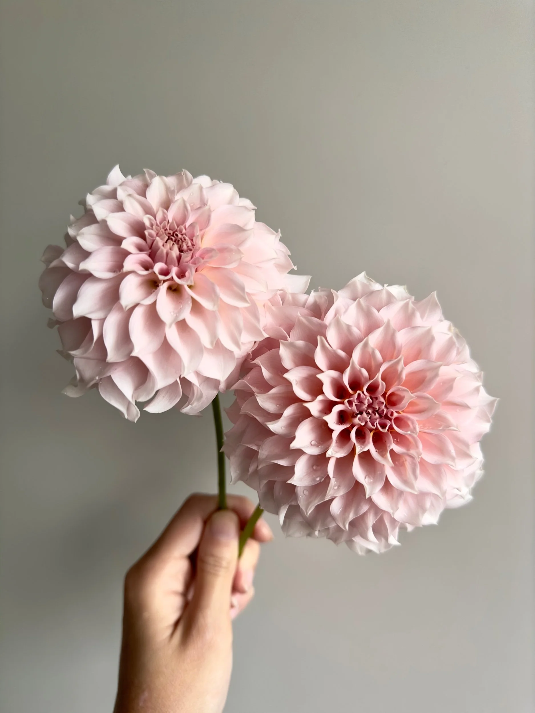 F088BEE5-527B-441E-A6B6-7DB6067AA2BC.jpeg