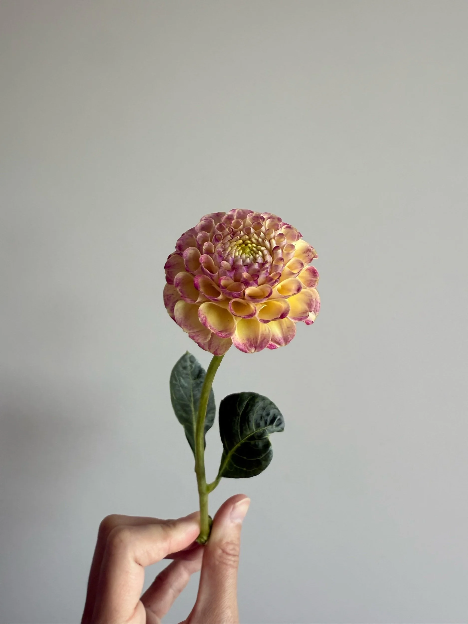 4A2E0D51-A262-4ED7-BD09-B4C3F19103F3.jpeg