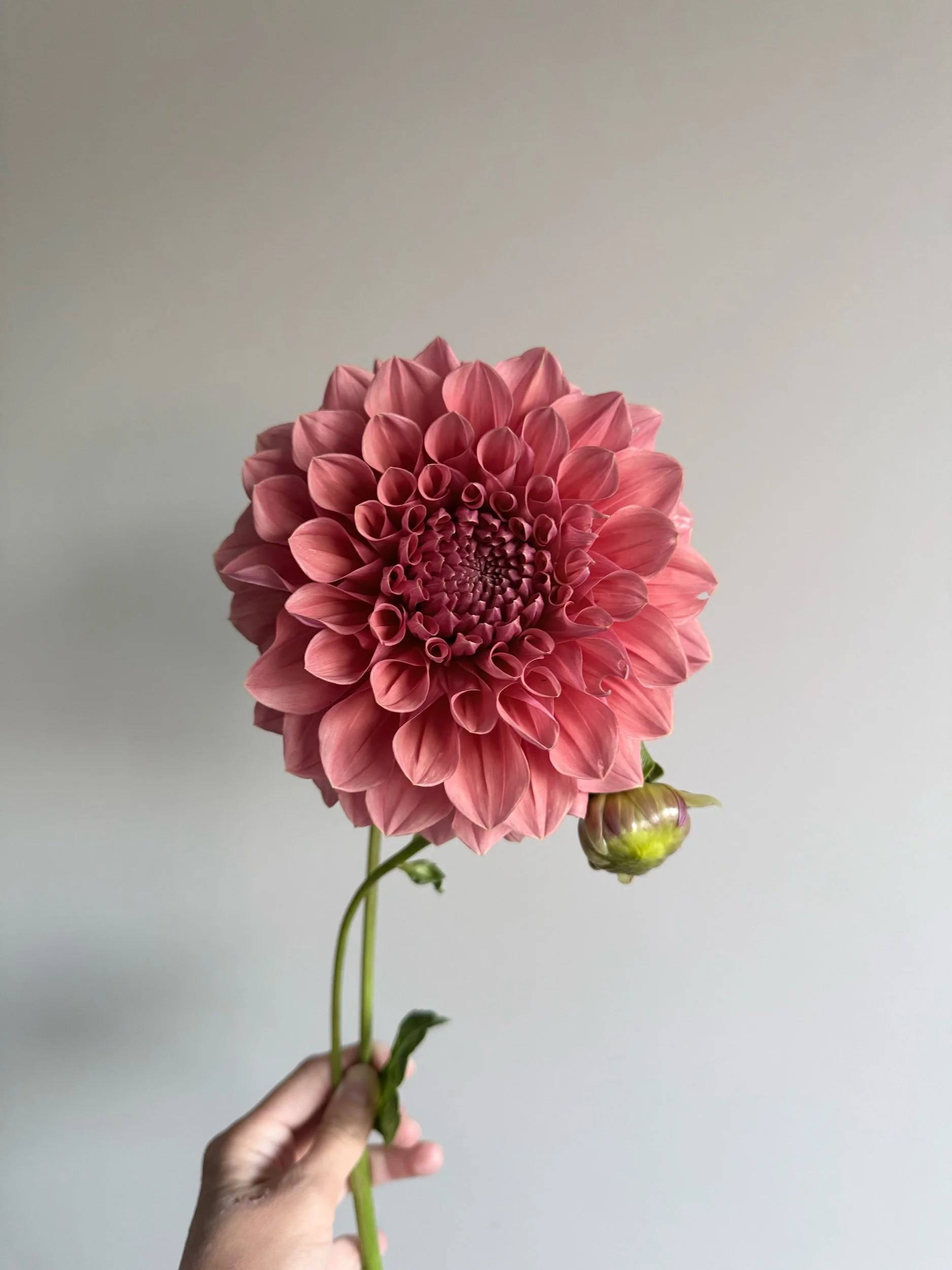 246C4997-4BA4-44E0-8A03-D0D95FC07B85.jpeg