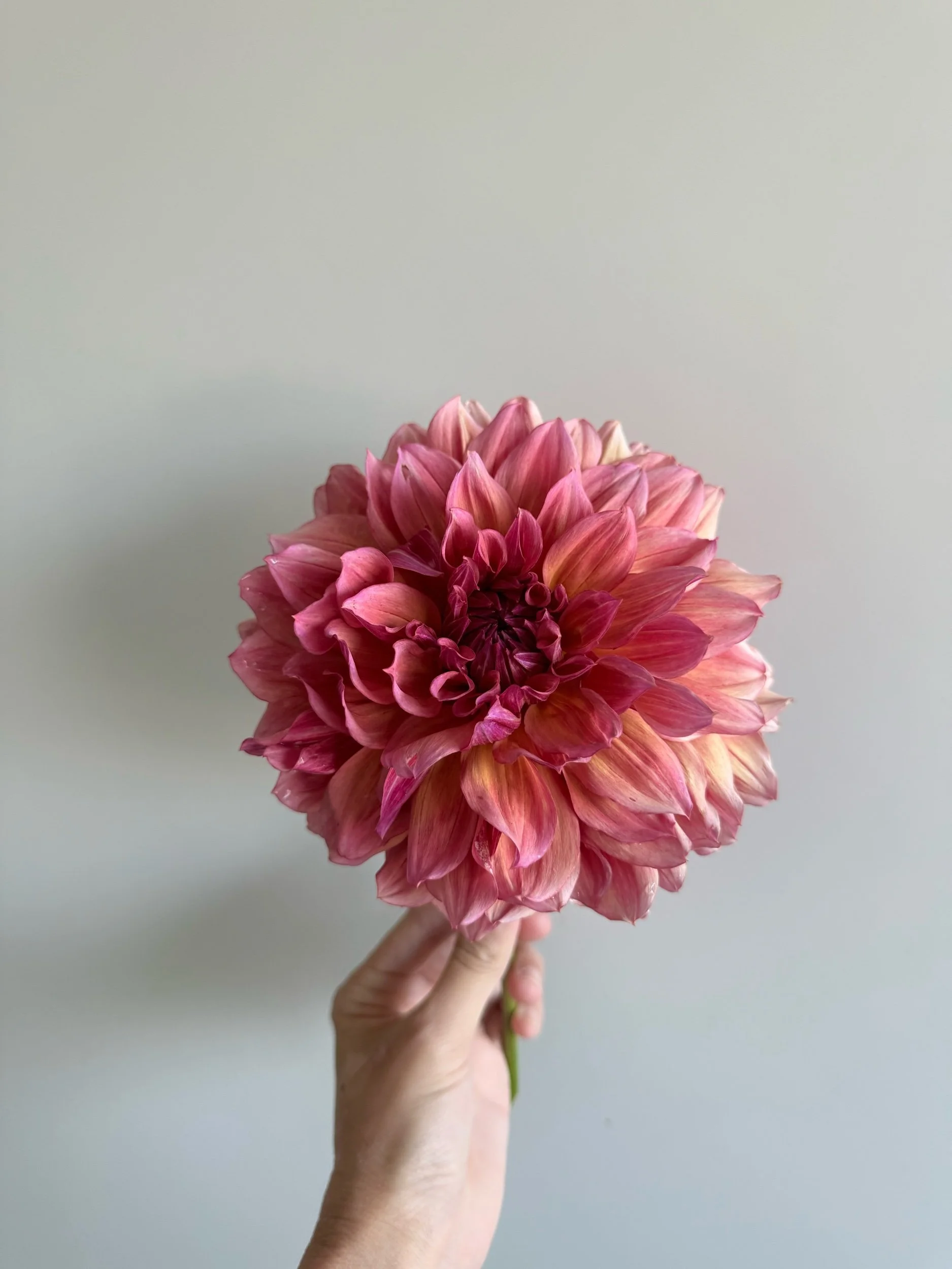 1E3086E0-CF80-4447-A810-2BC1DC72954A.jpeg
