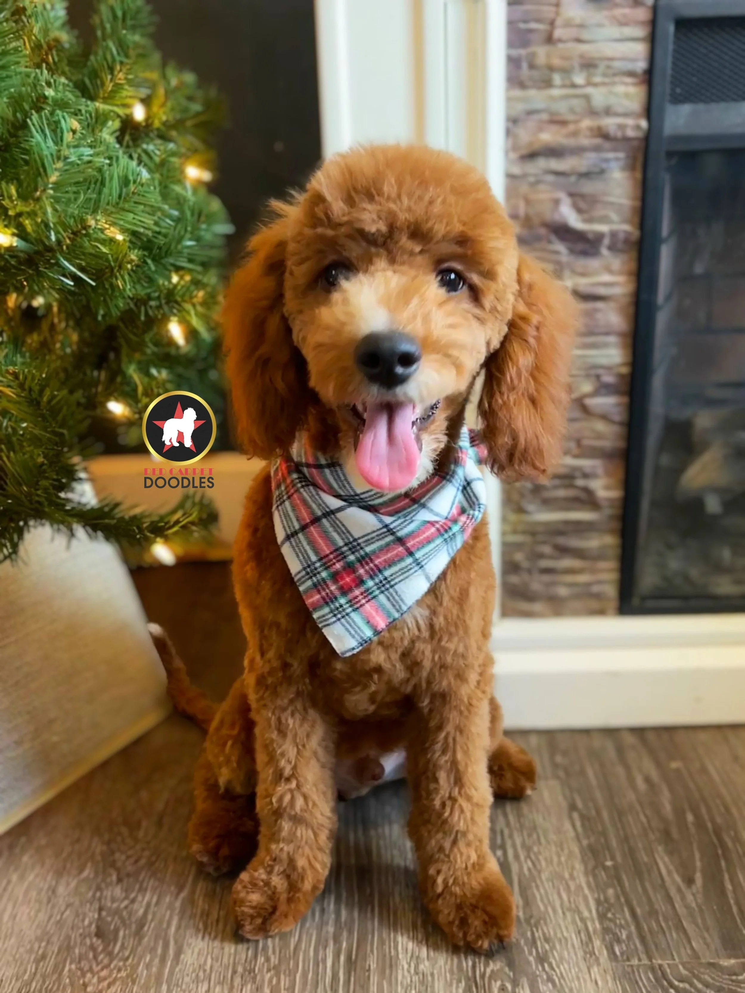 Jake - 20 wks (2).jpg