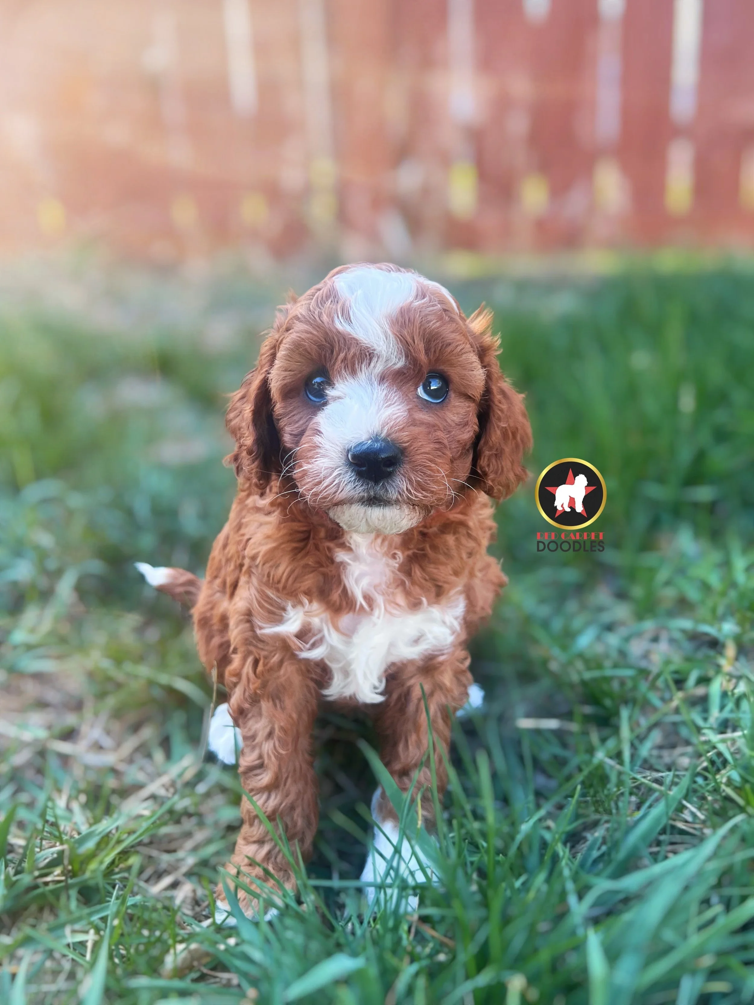 Flame, Red Cavapoo Boy~ On Hold for Waiting List