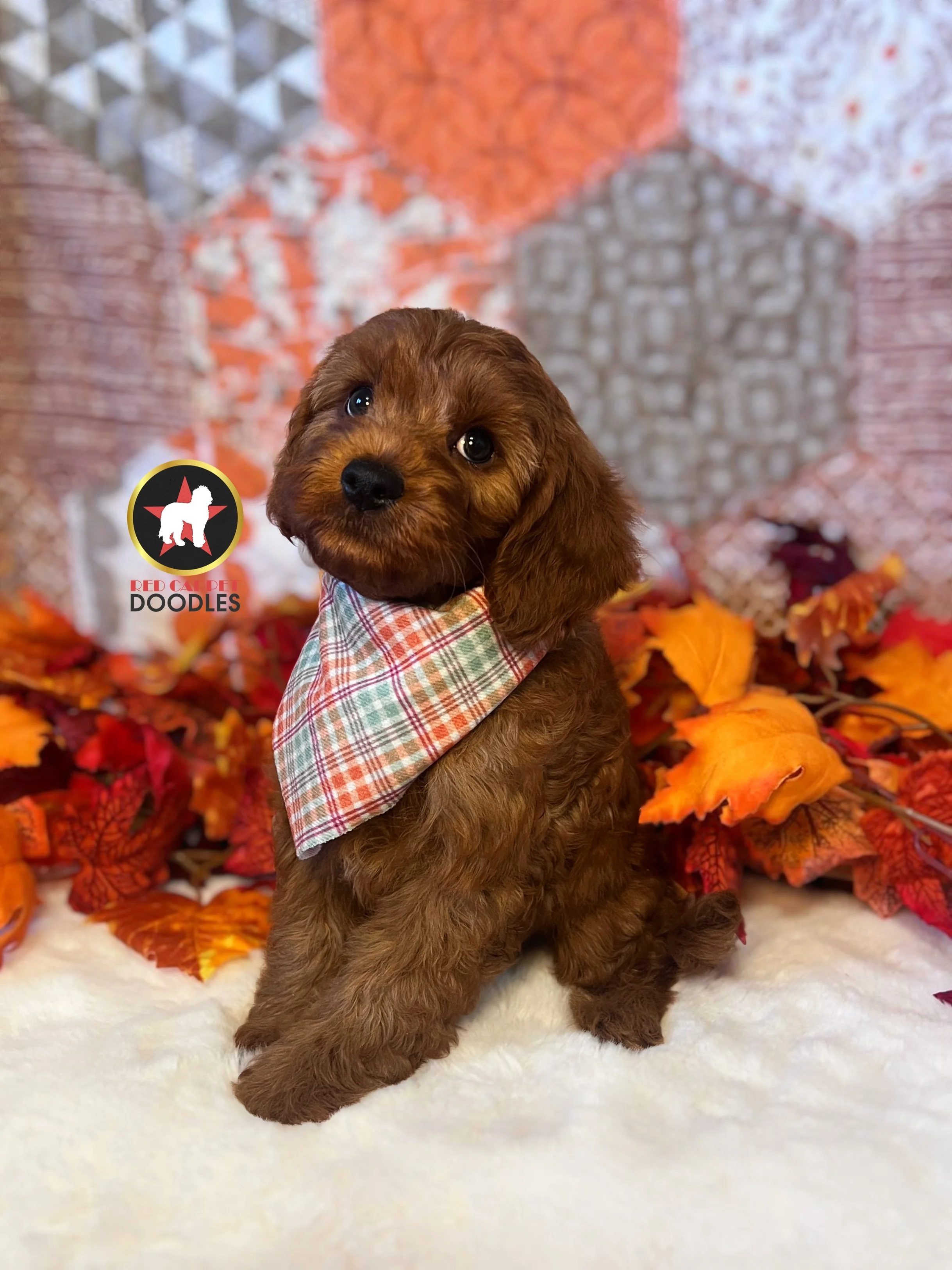 Chex, Red F1 Cavapoo Boy ~ Breeder or Pet