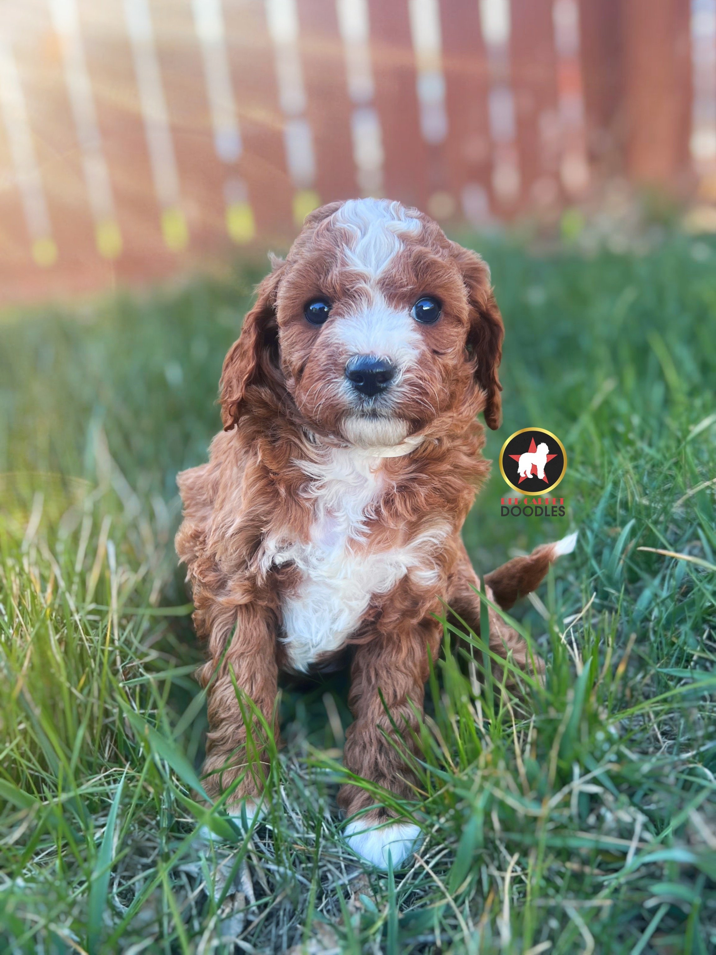 Breeze, Red Cavapoo Girl ~ On Hold for Waiting List
