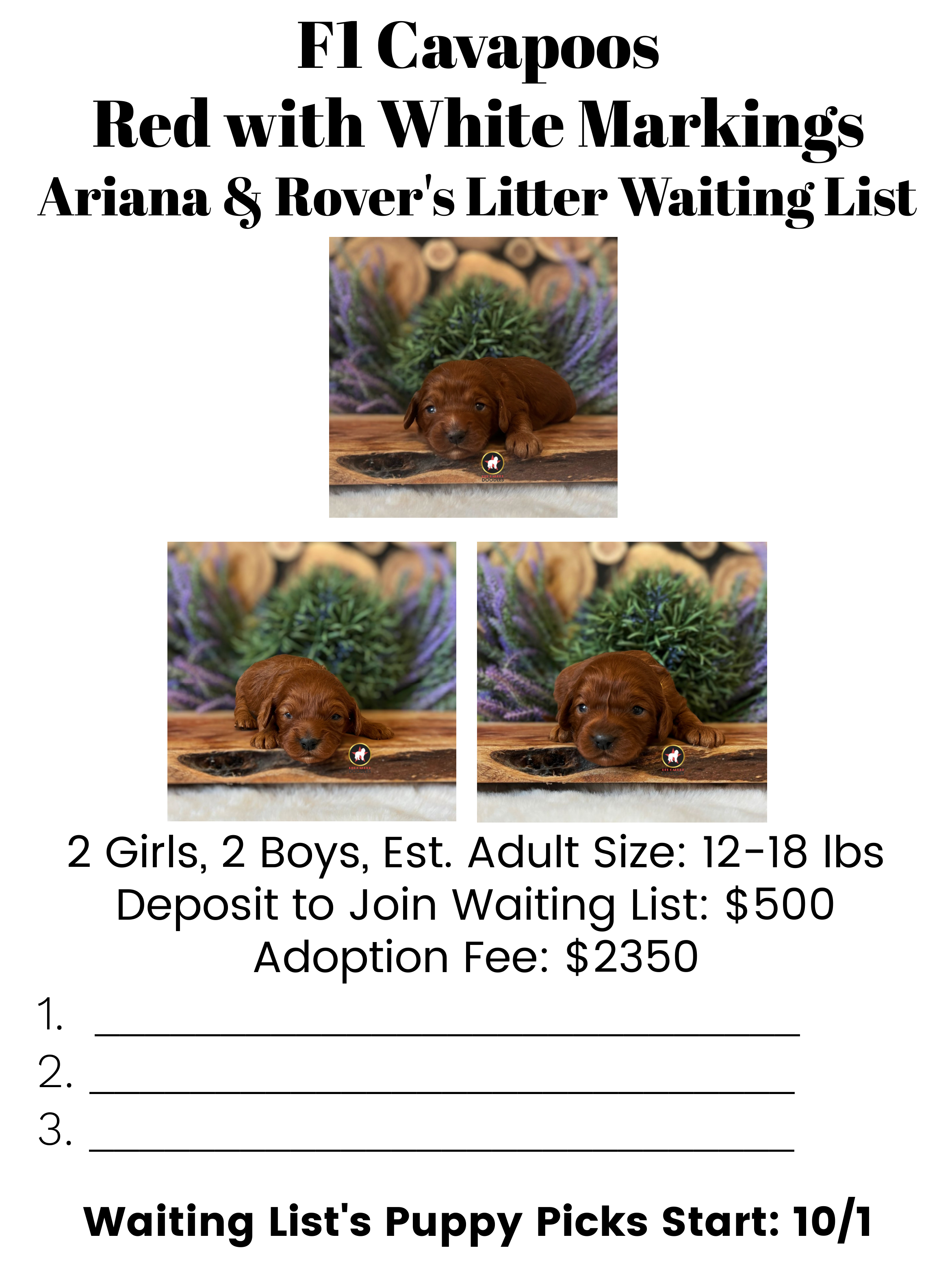 Ariana upcoming litter waiting list (2).png
