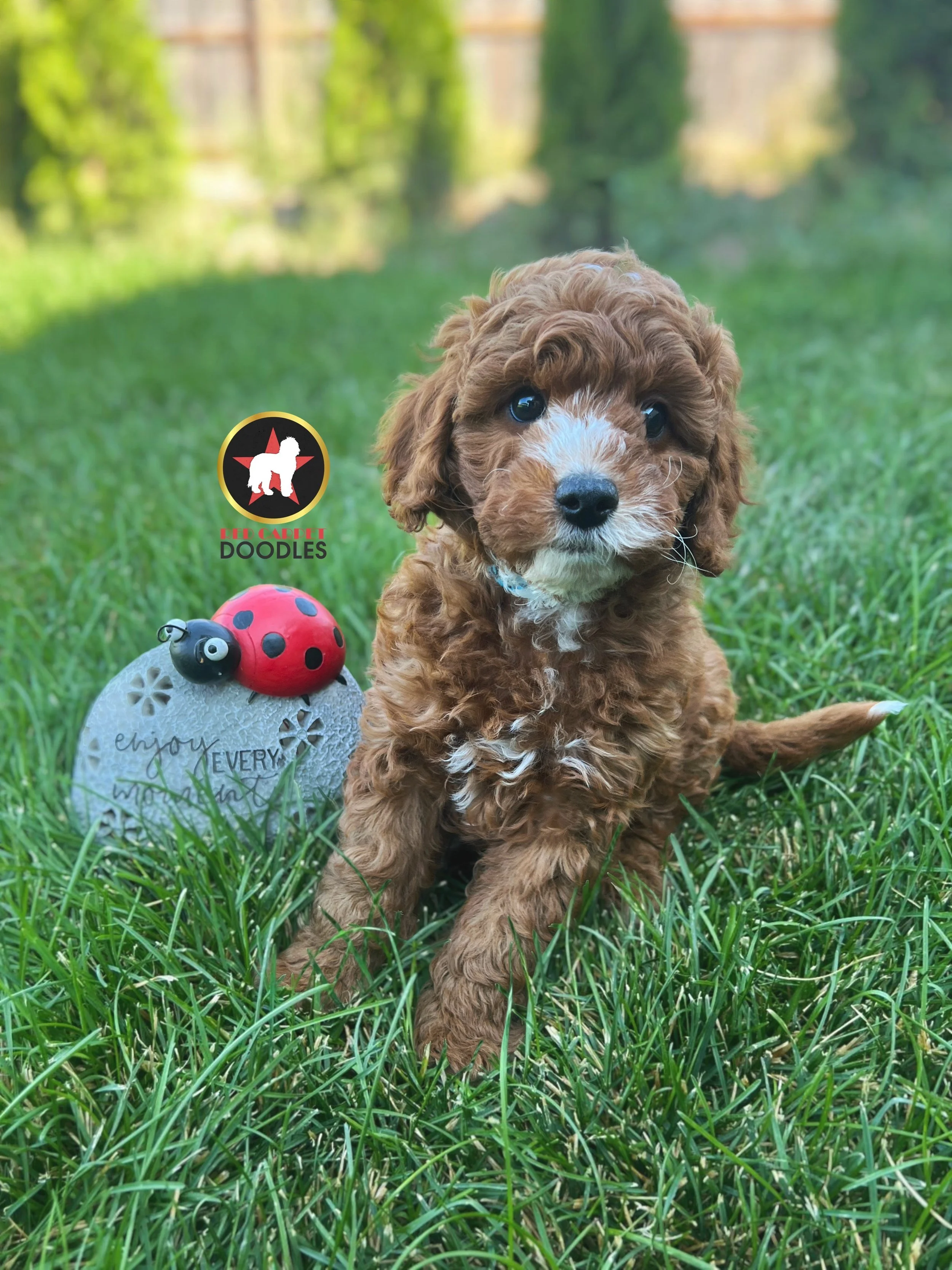 Jake - 8 wks.jpeg