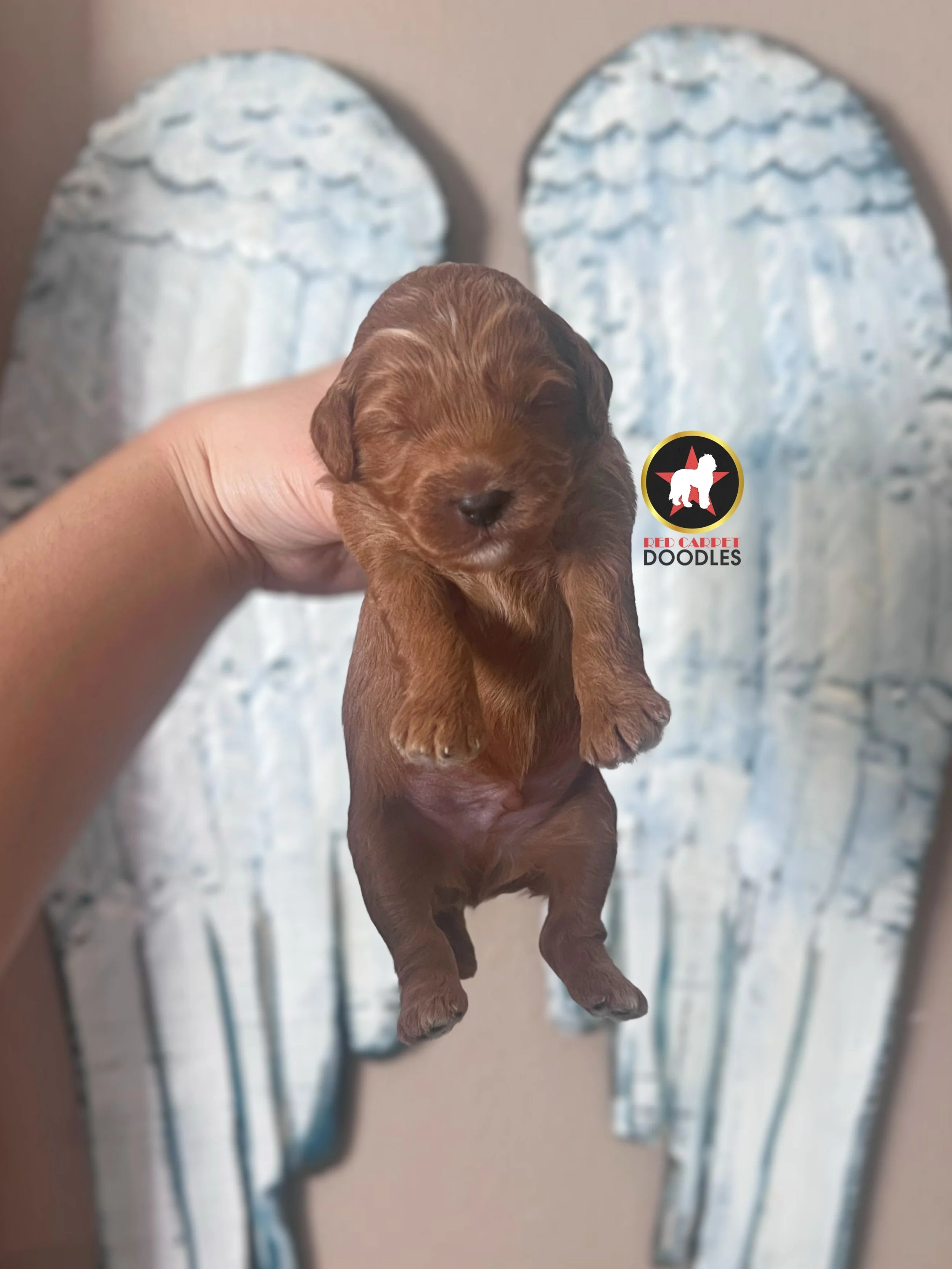 Reed - 2 wk-1.jpg