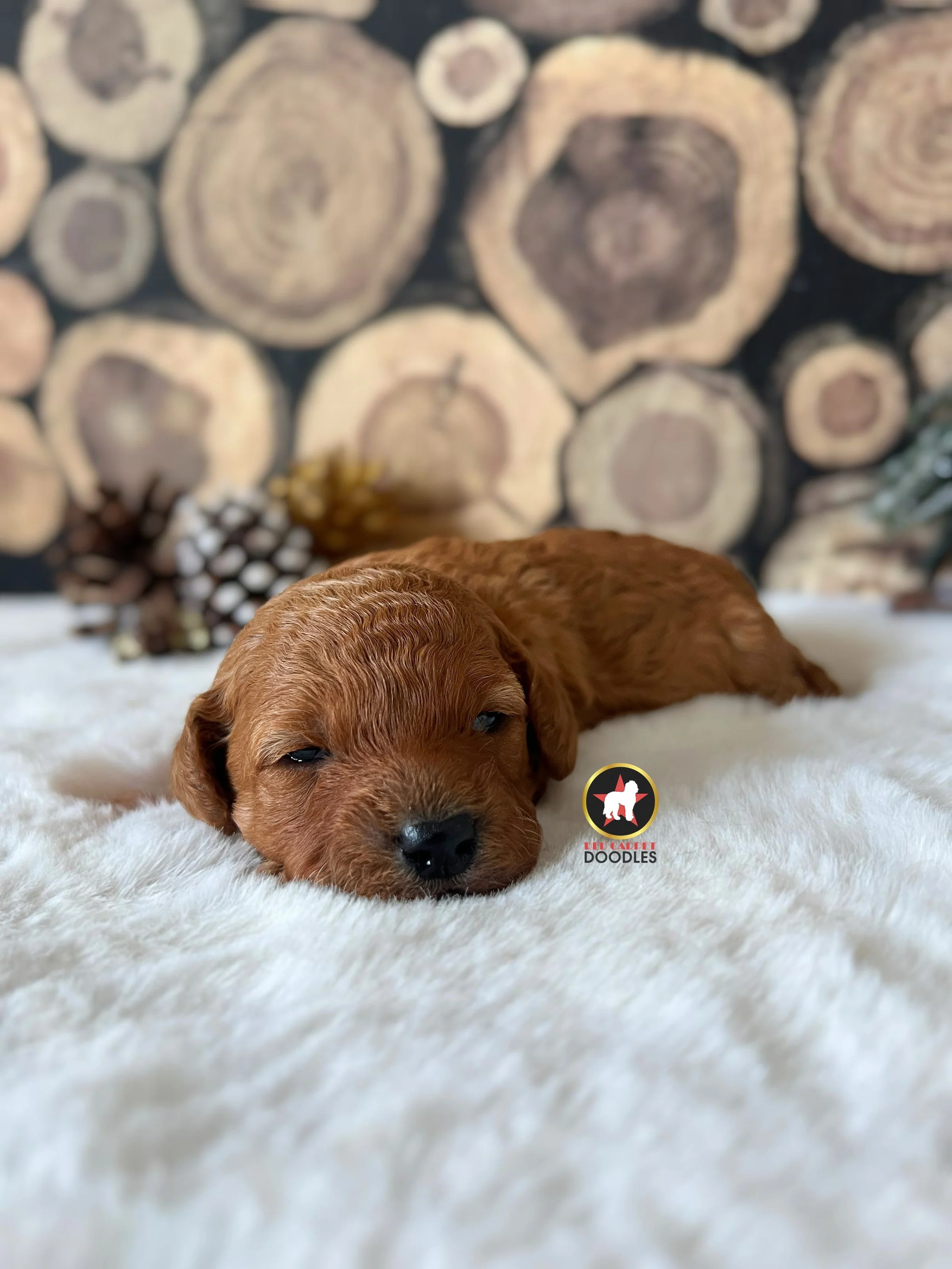 Ruby - 2 weeks (2).jpg