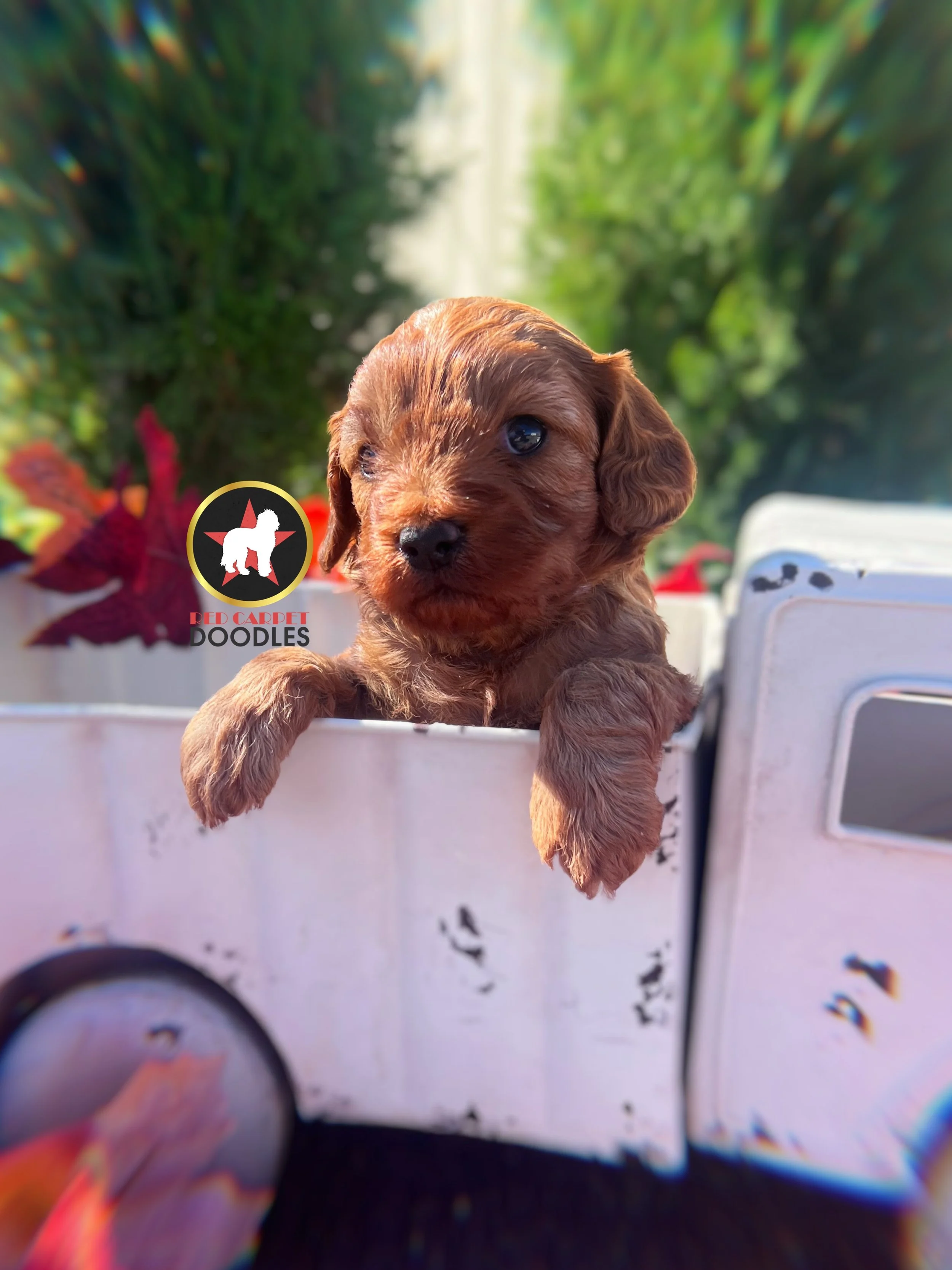 Cheerio, Red F1 Cavapoo Girl ❤️ On Hold for Waiting List