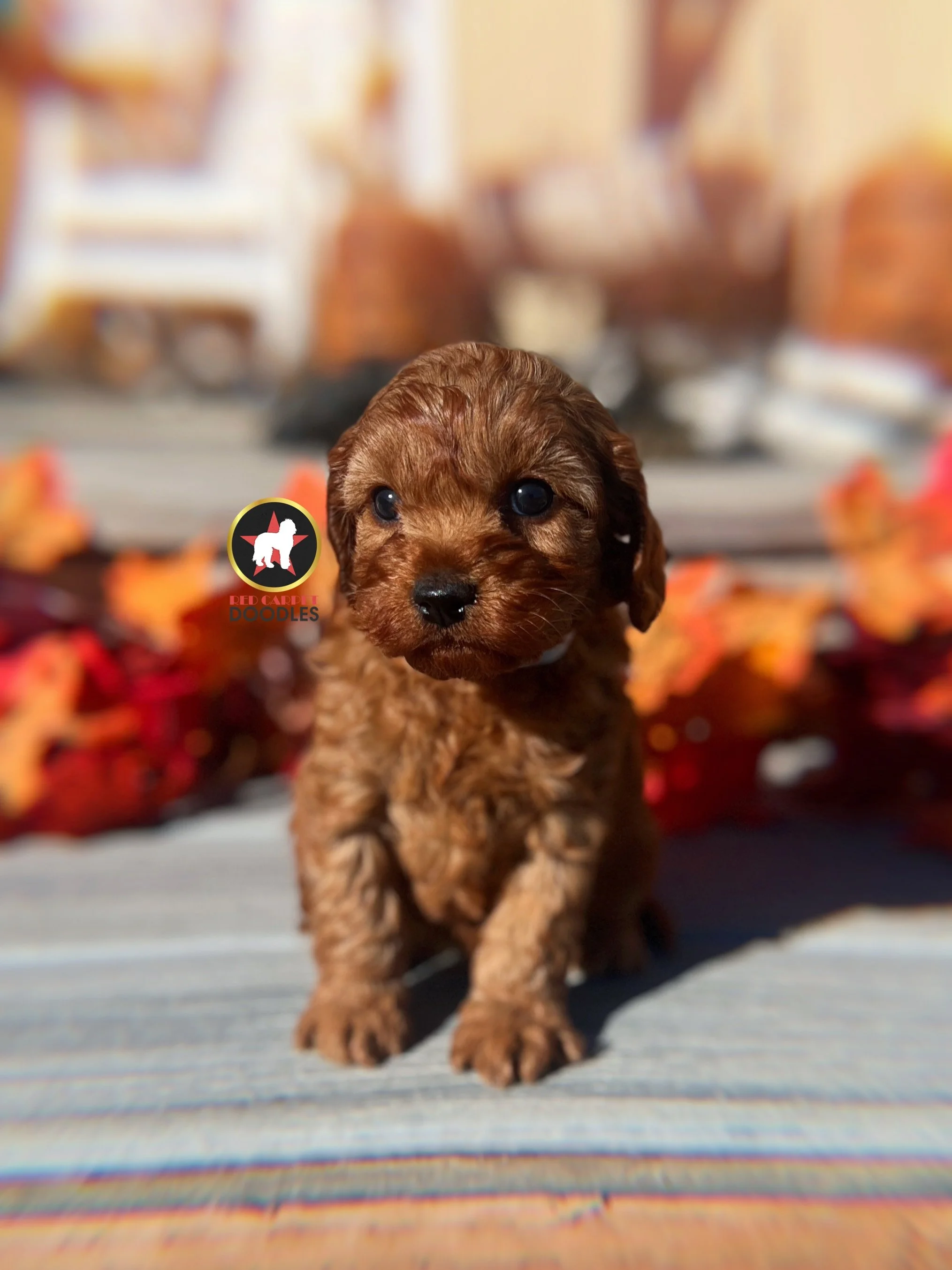 Cheerio - 6 wks-2.jpg