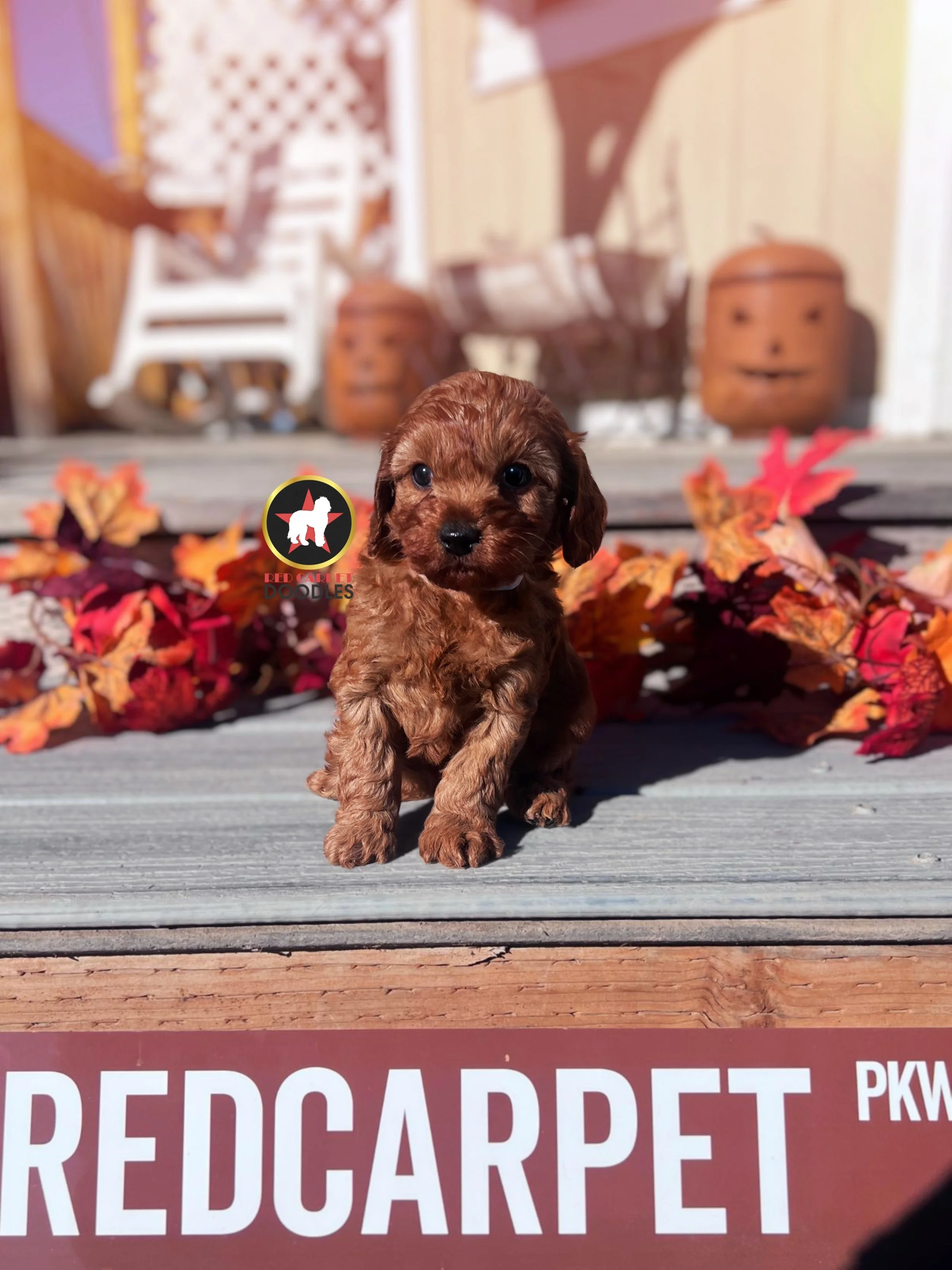 Cheerio - 6 wks-1.jpg