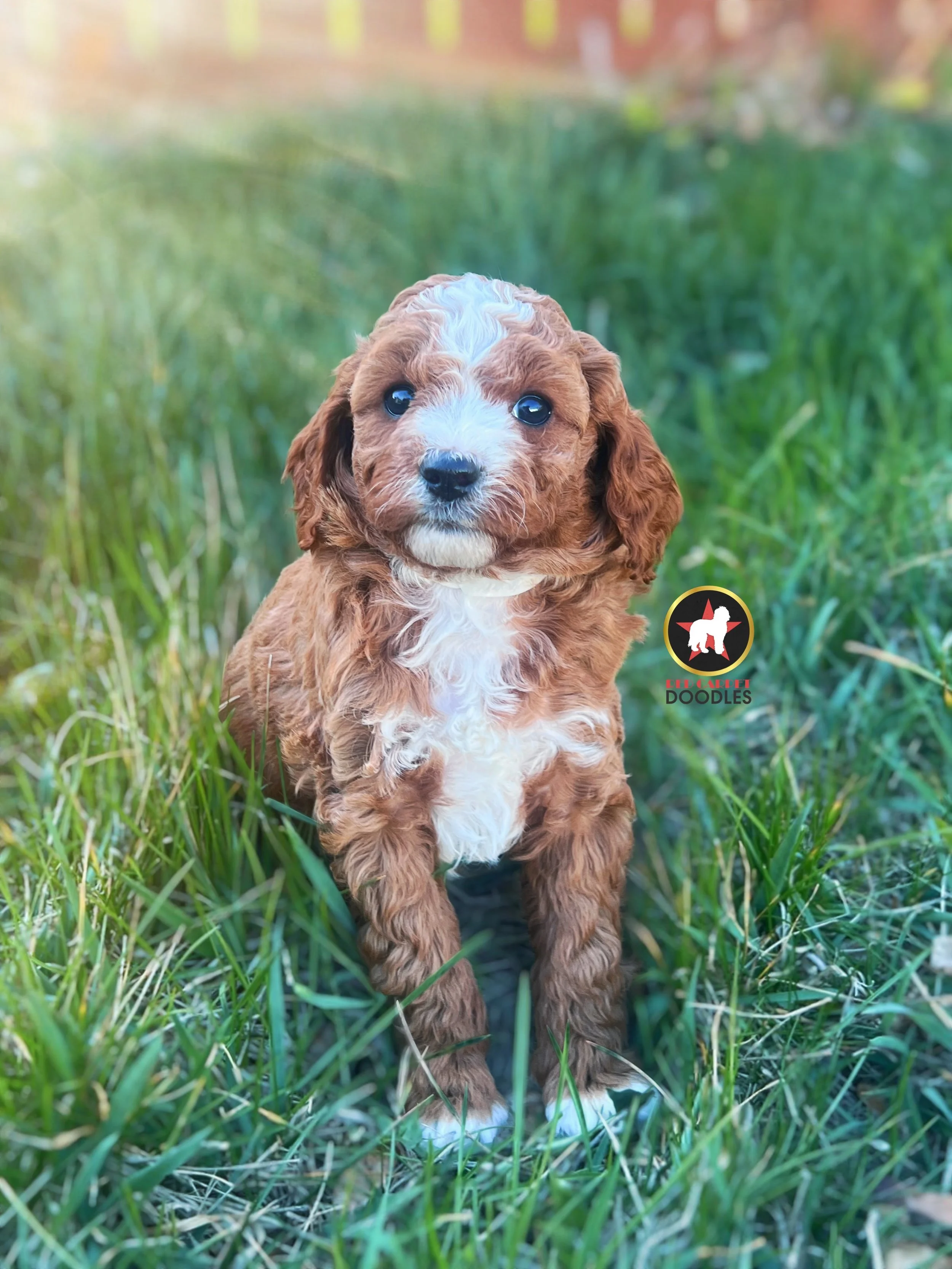 Breeze - 6 wks-2.jpg