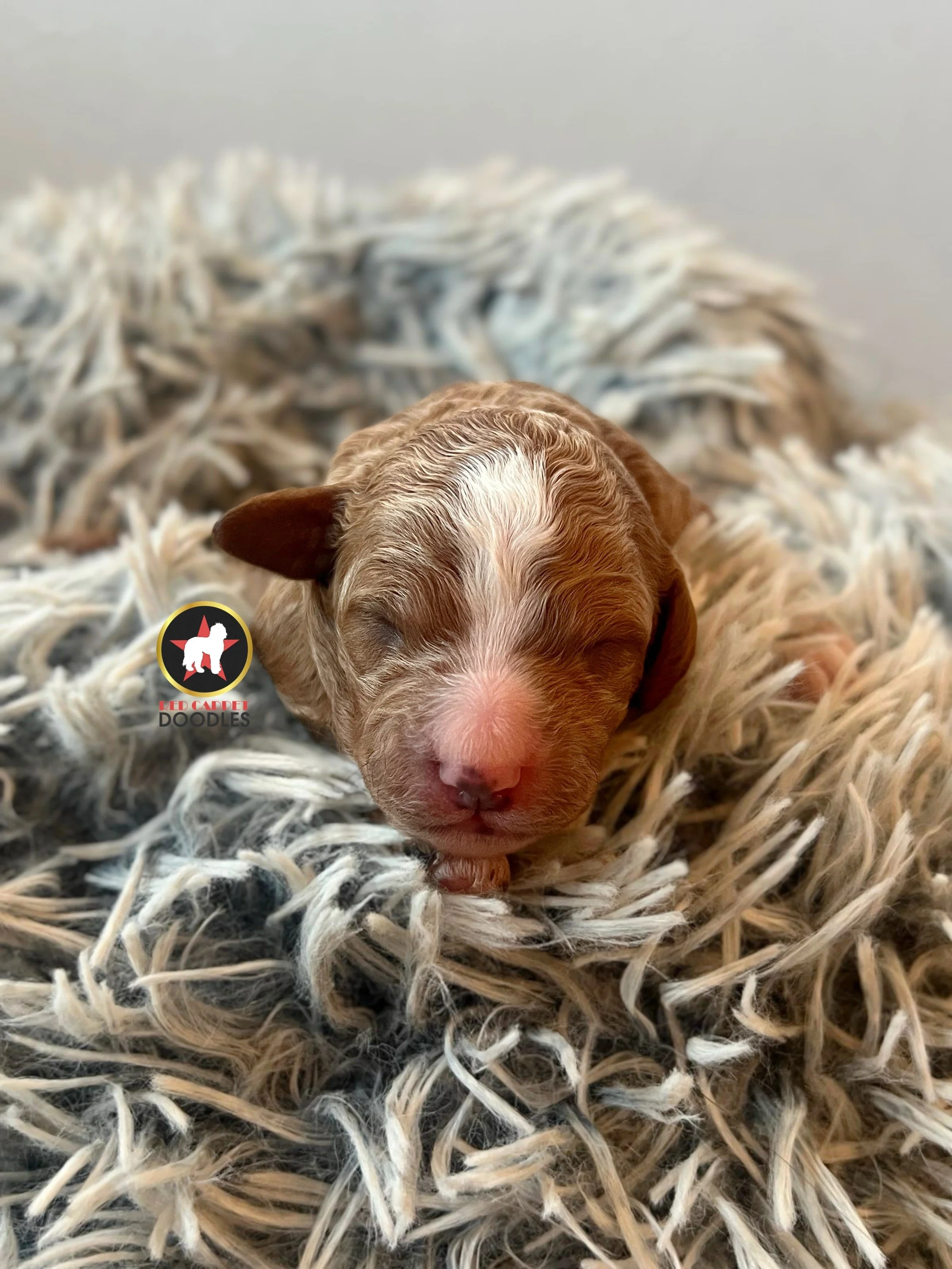 Breeze - .5 weeks (1).jpg