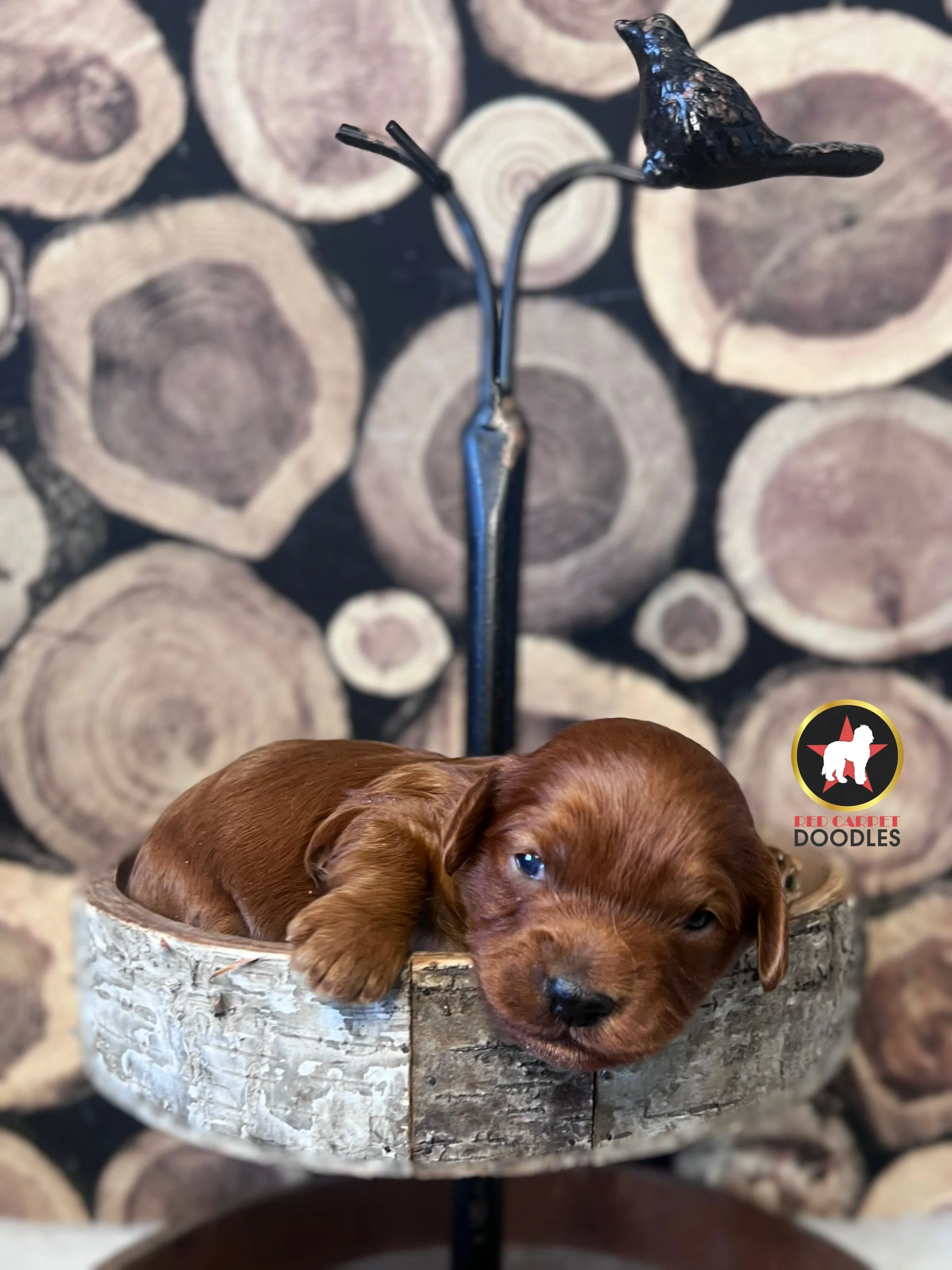 Chex, Red F1 Cavapoo Boy❤️ On Hold for Waiting List