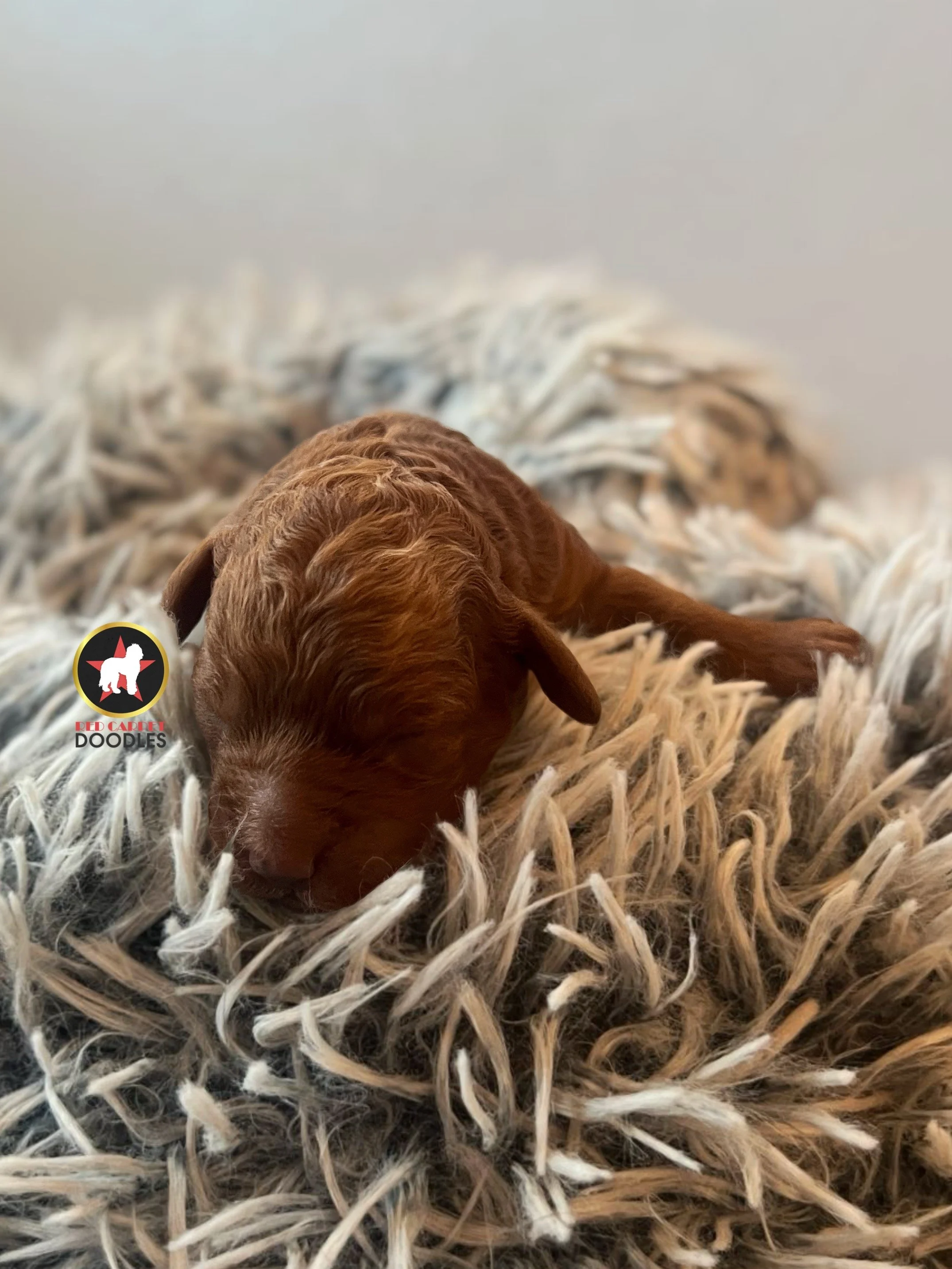 Aqua - .5 weeks  (1).jpg