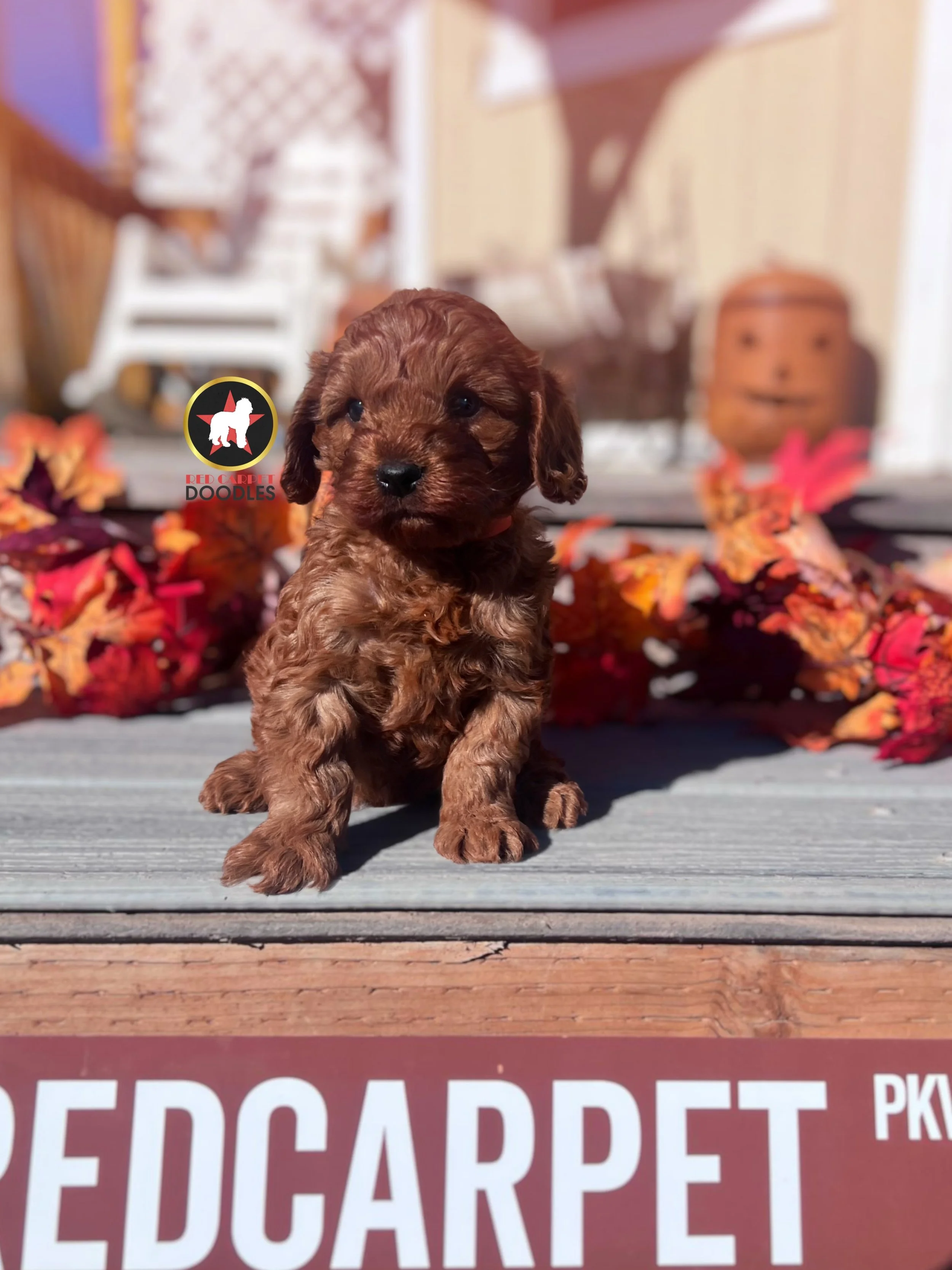 Captain - 6 wks-1.jpg