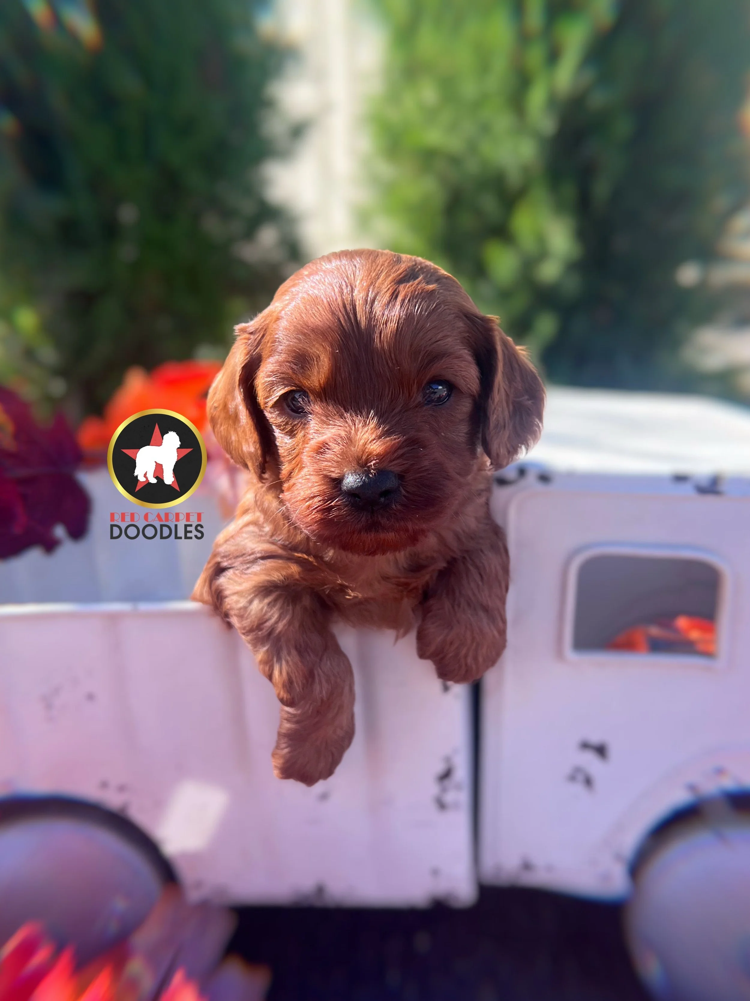Chex, Red F1 Cavapoo Boy❤️ On Hold for Waiting List