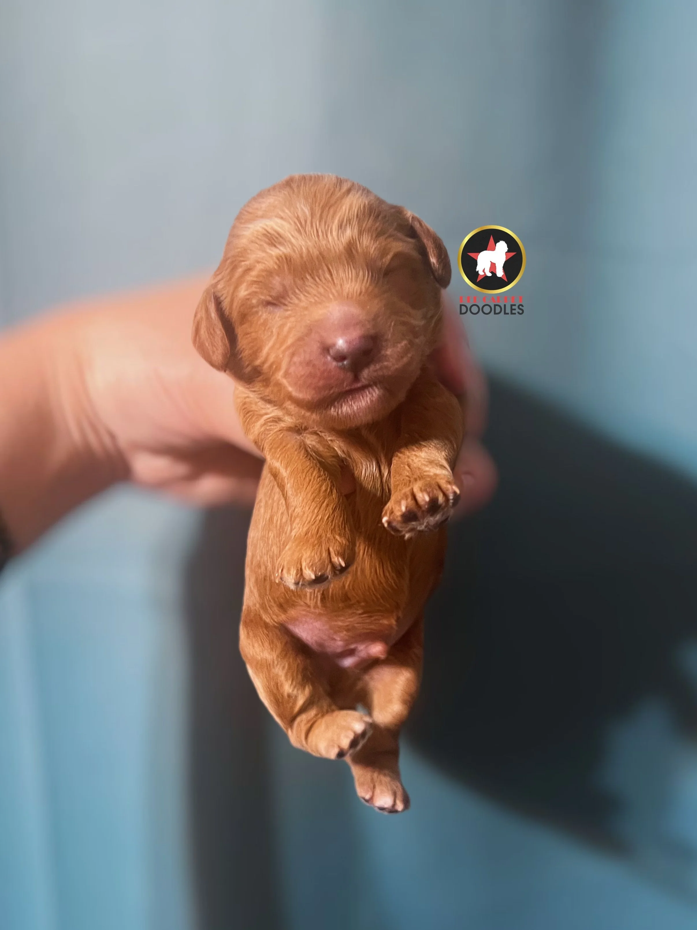 Reed - 1 wk.jpg