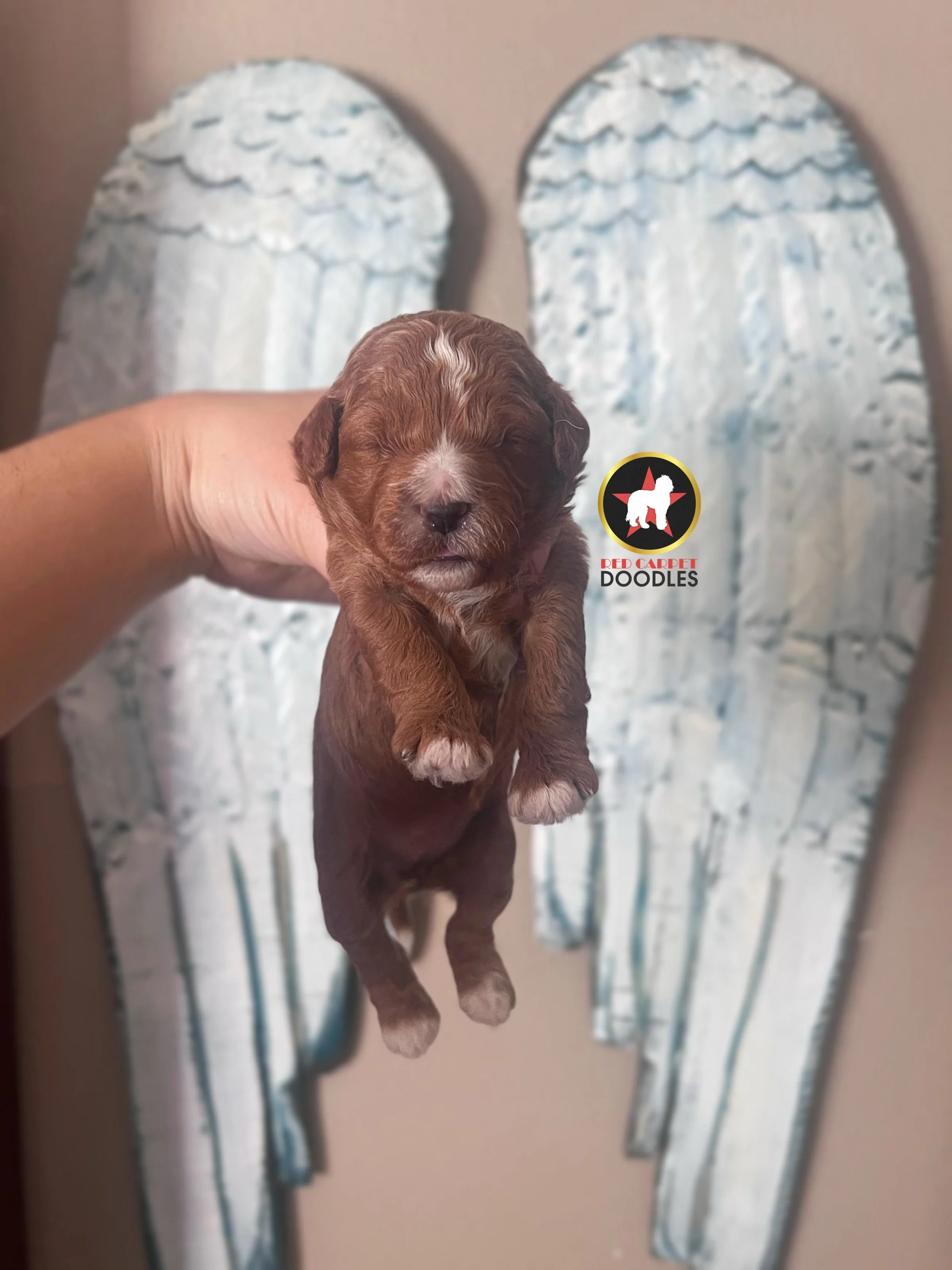 Vallie - 2 wk-1.jpg