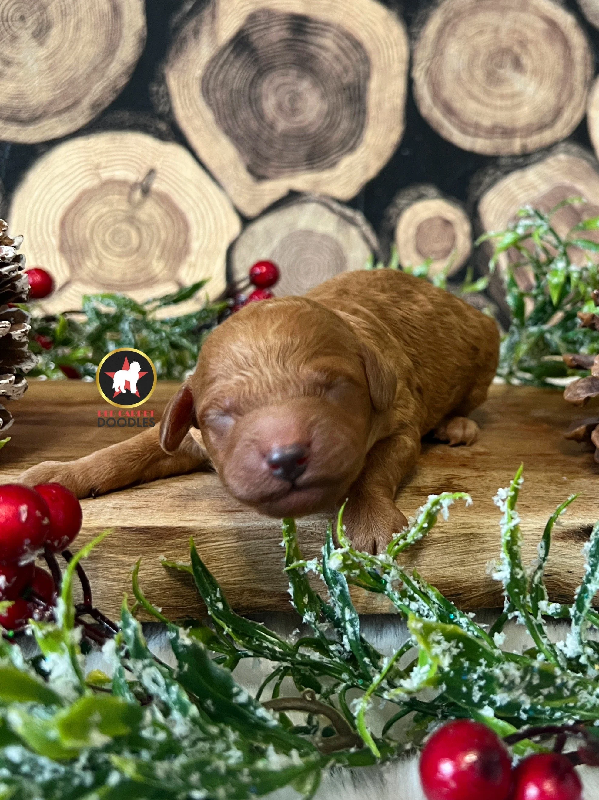 Ruby - 1 day old, Newborn  (2).jpg