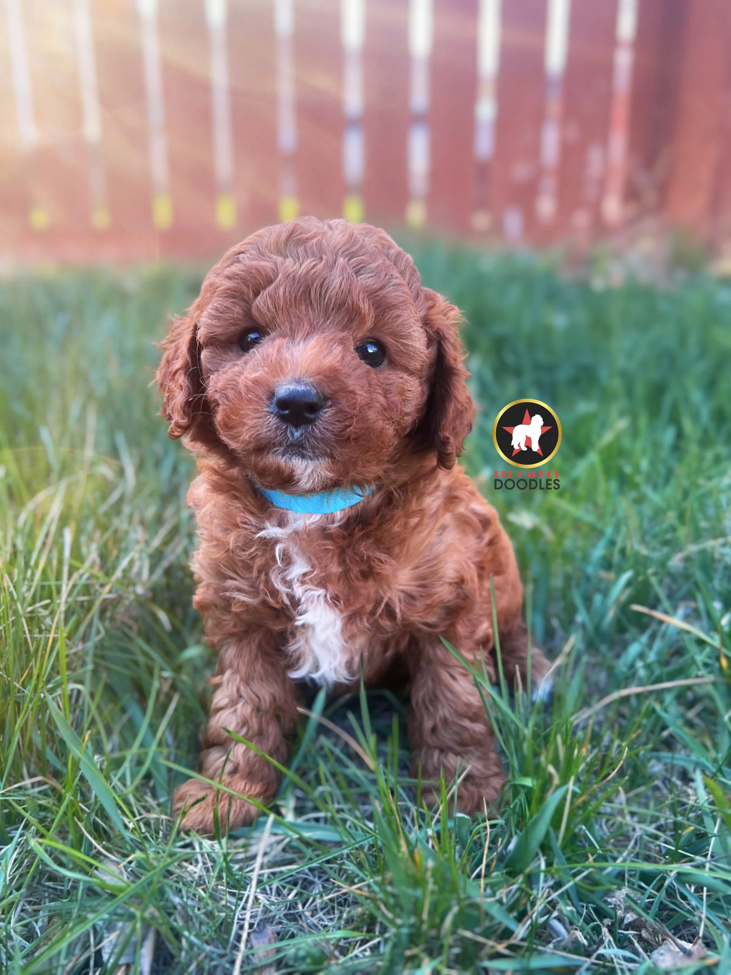 Aqua, Red Cavapoo Girl ~ On Hold for Waiting List