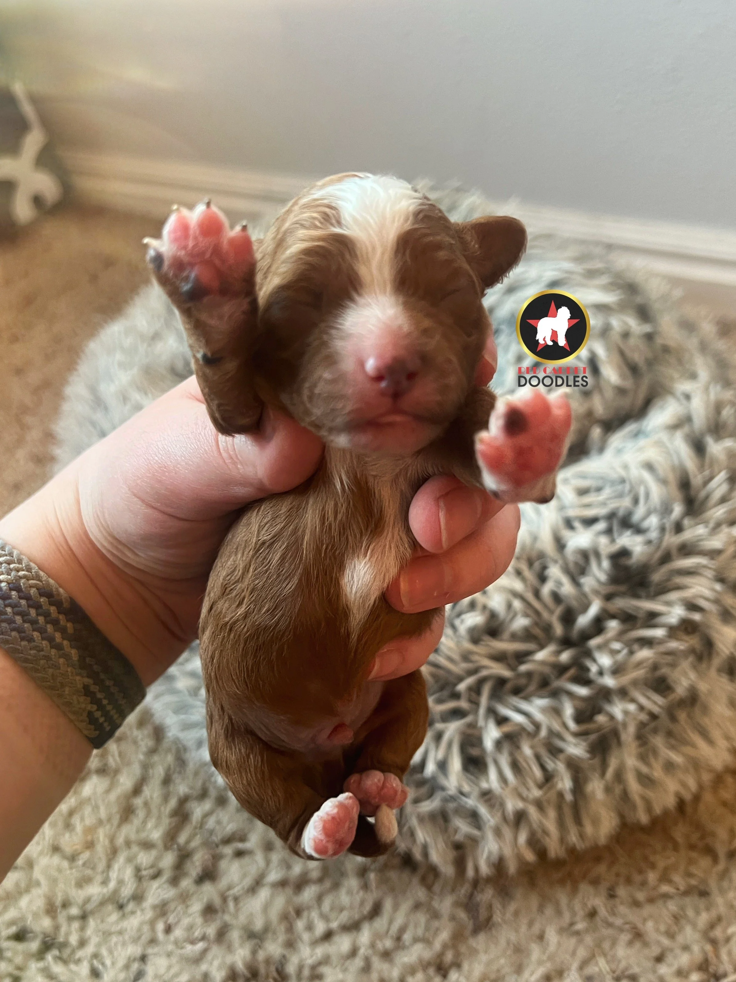 Flame - .5 weeks  (2).jpg