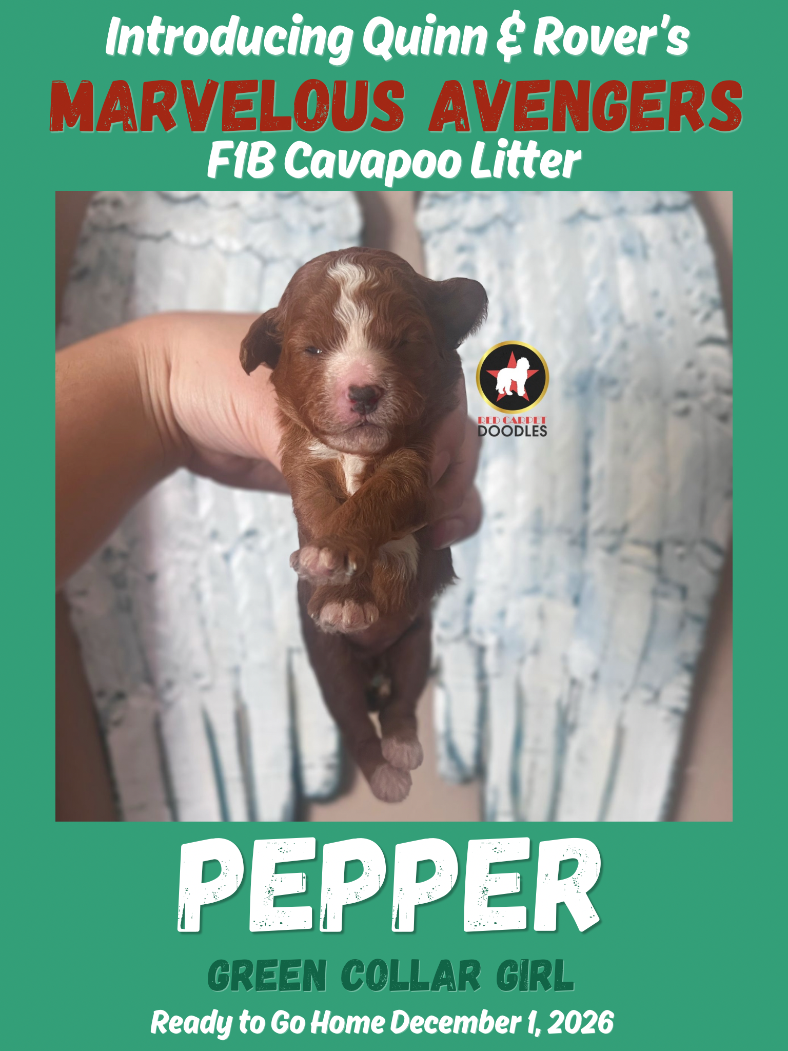 Pepper - 2 wk-2.png