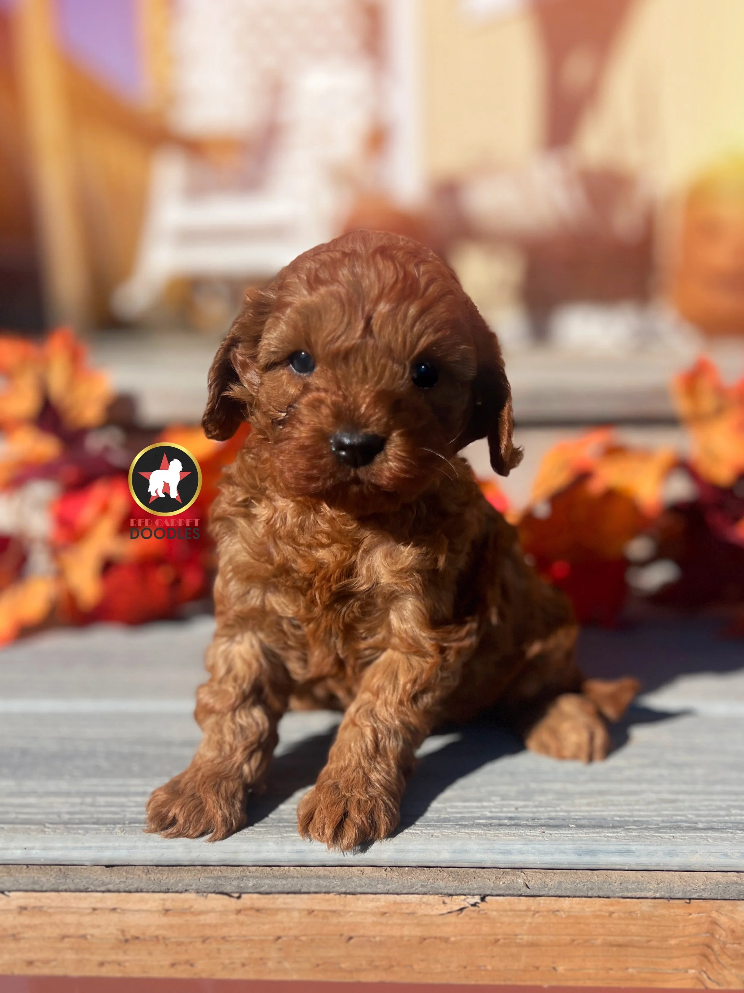 Captain, Red F1 Cavapoo Boy ~ Pet
