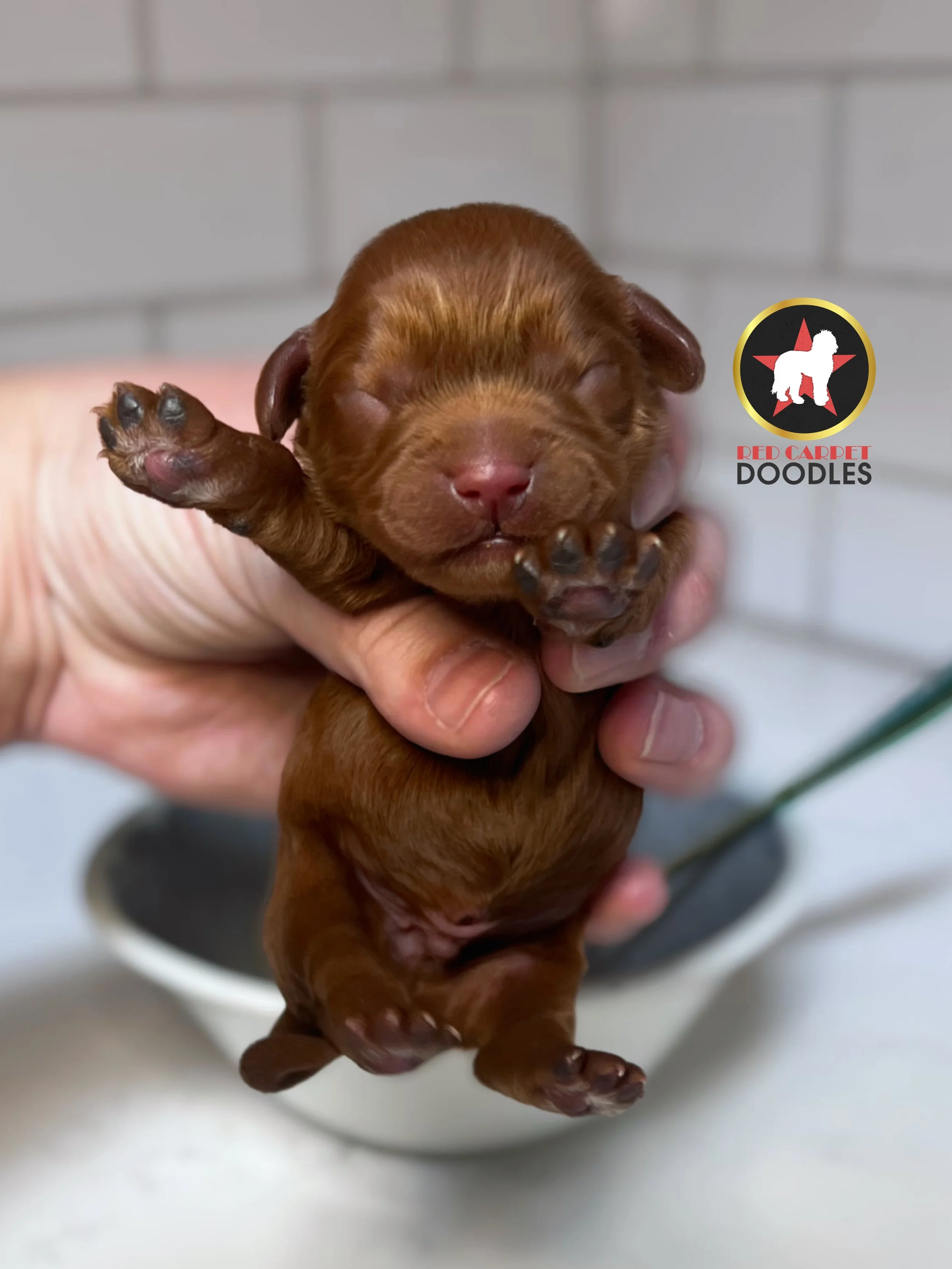 Captain - 2 days old (2).jpg
