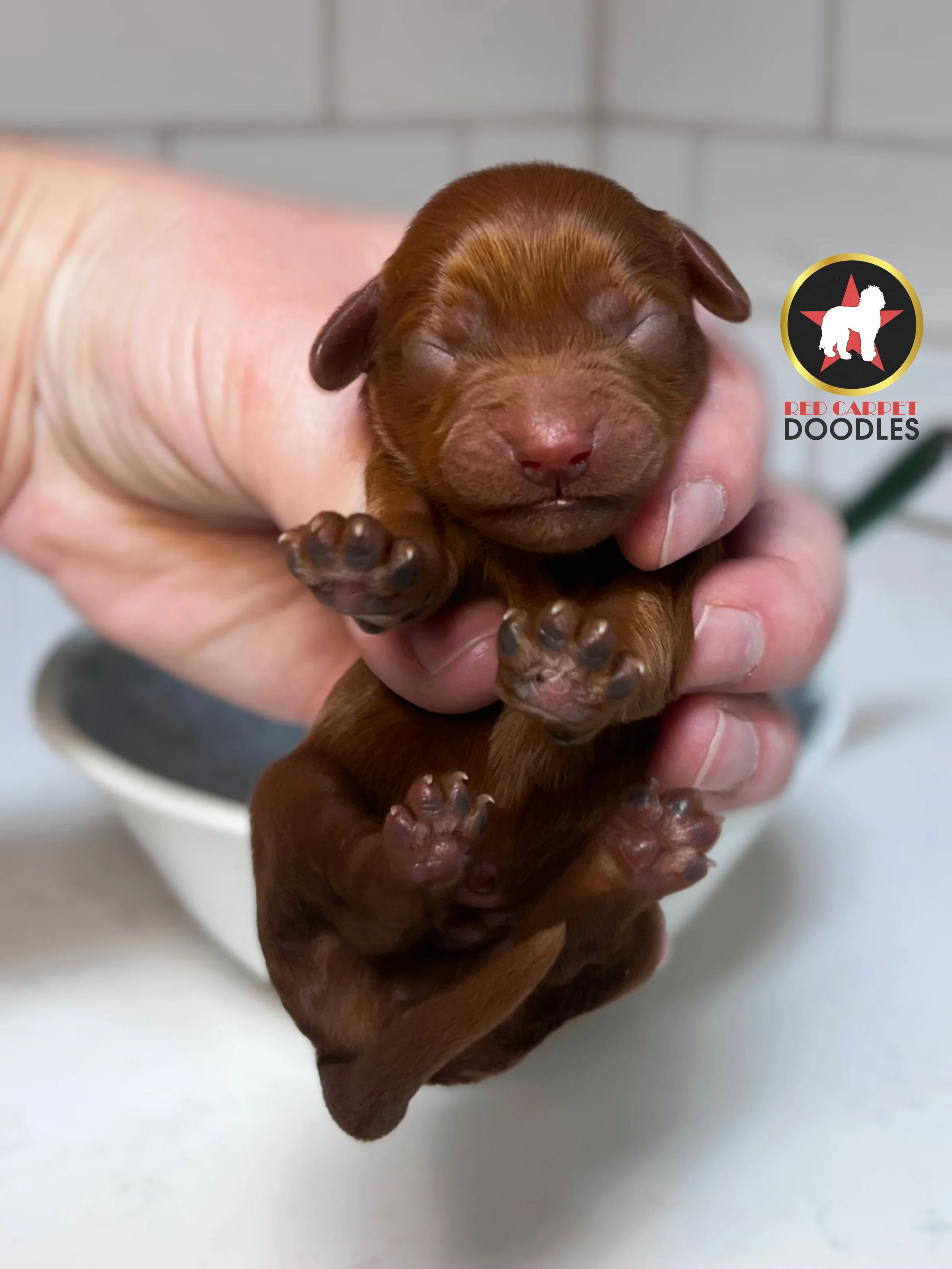Chex - 2 days old (2).jpg