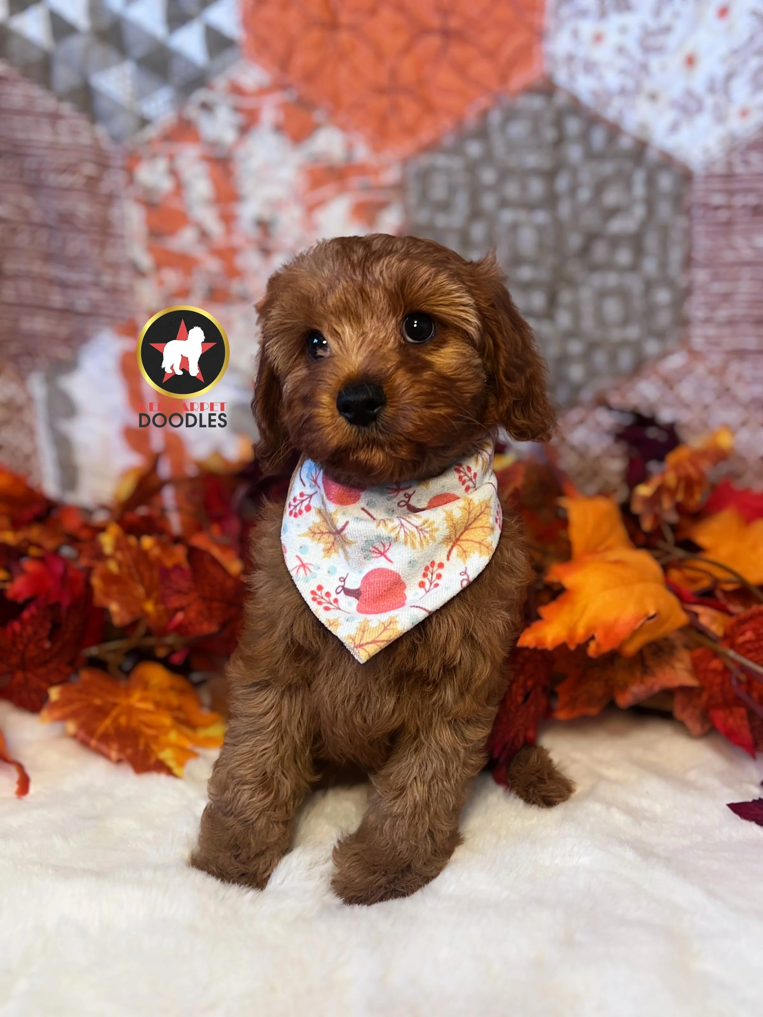 Cheerio, Red F1 Cavapoo Girl ~ Pet