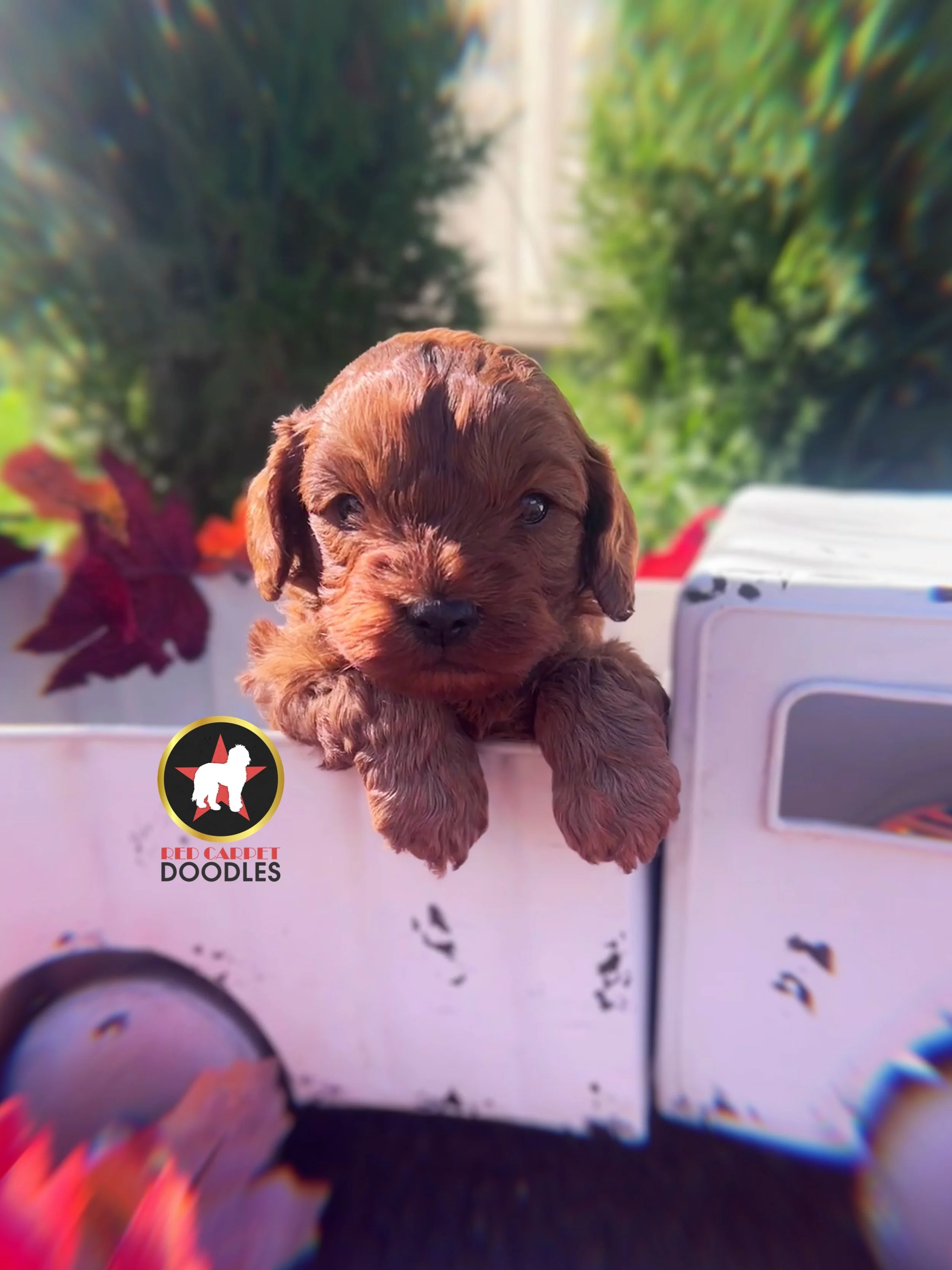 Captain, Red F1 Cavapoo Boy❤️ On Hold for Waiting List