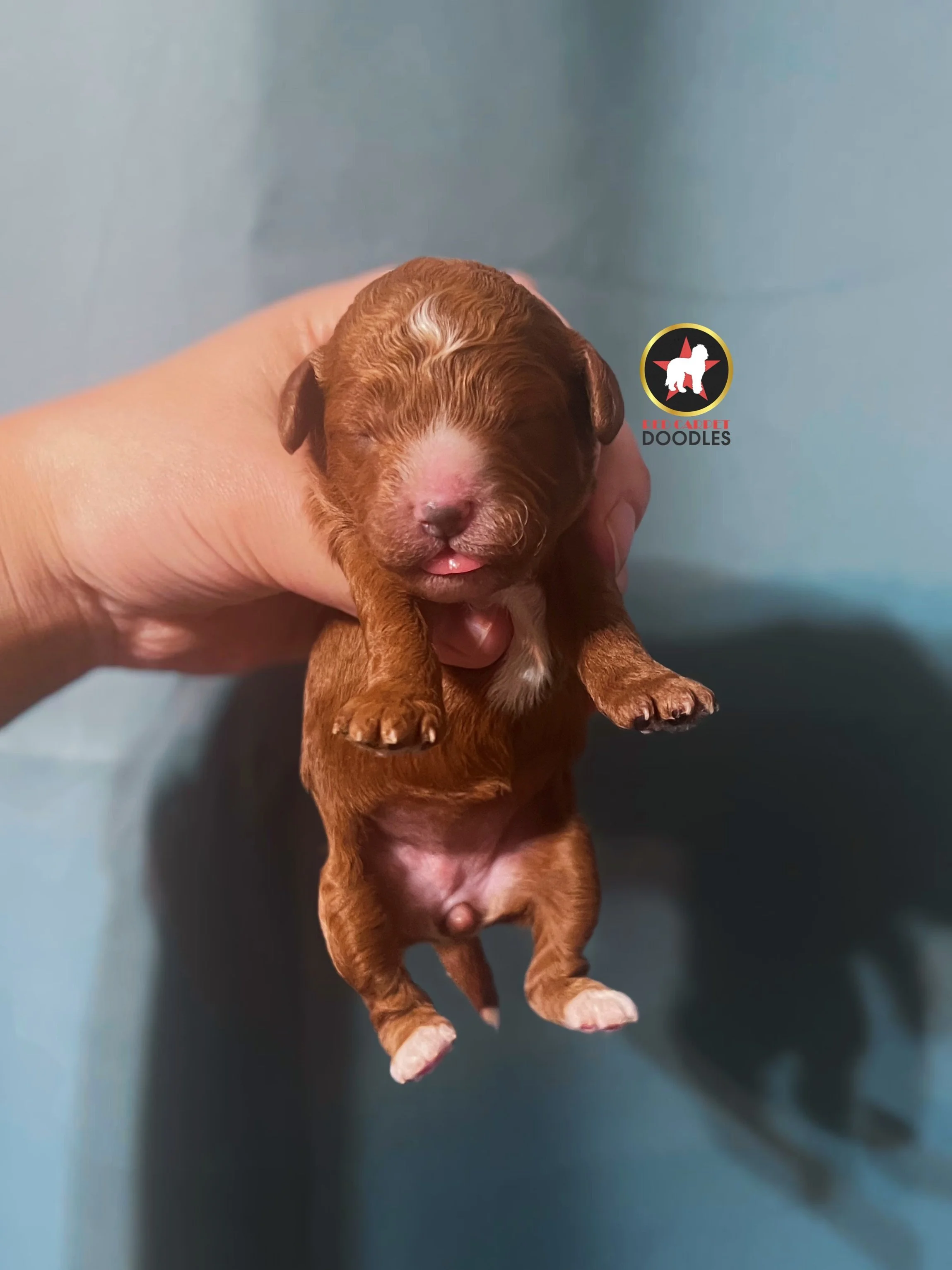 Suzy - 1 wk.jpg