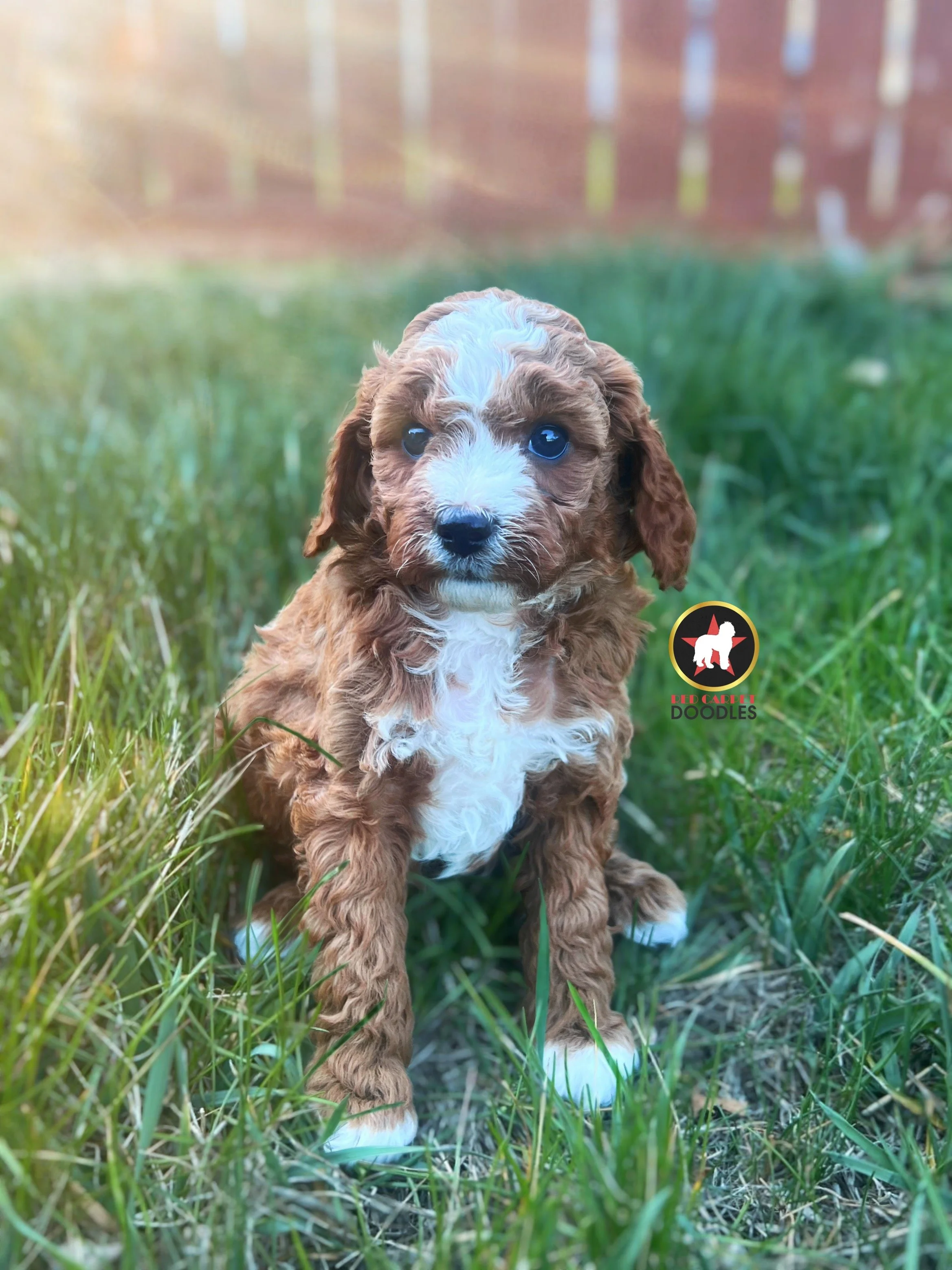 Breeze - 6 wks-3.jpg