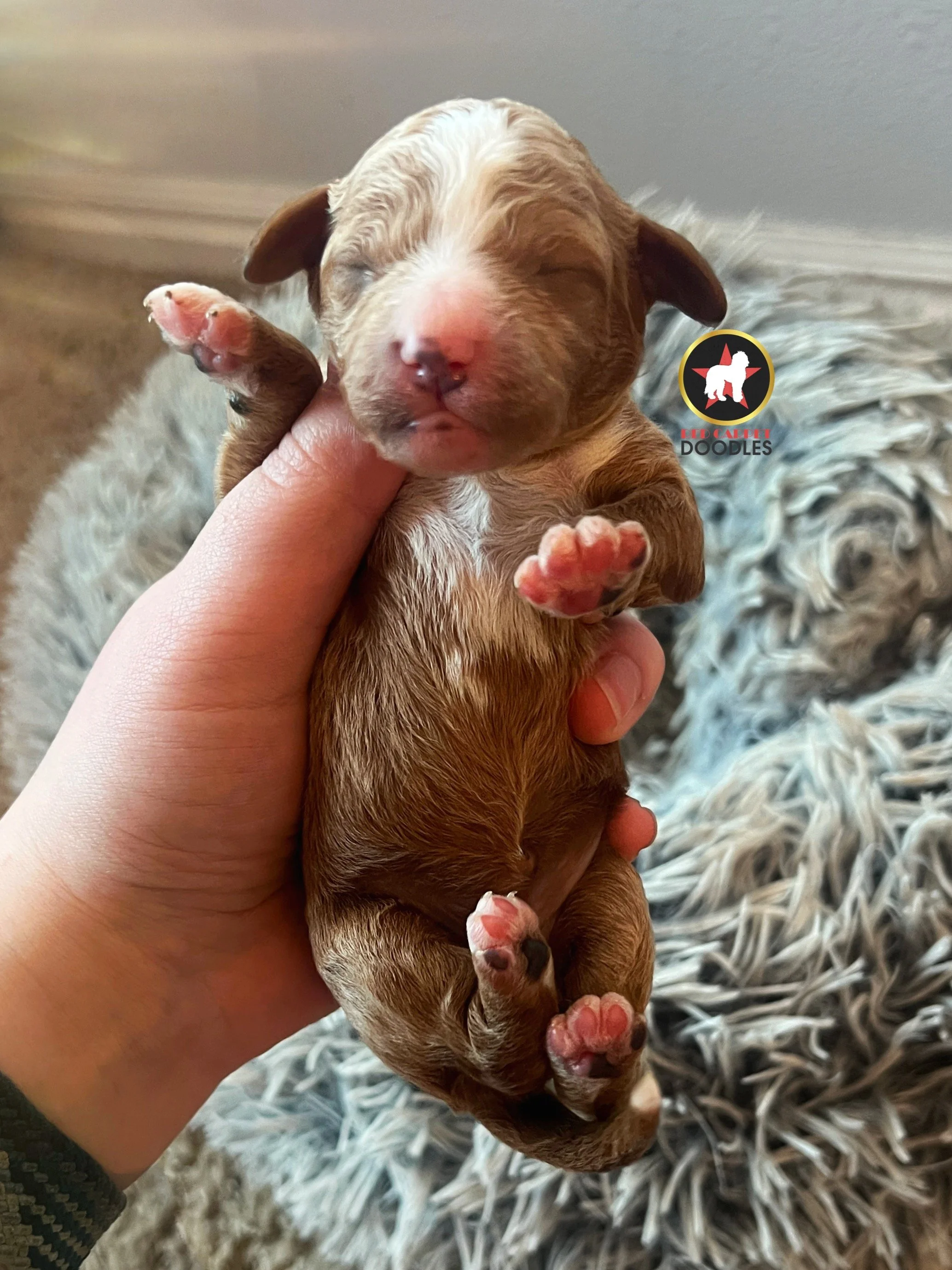 Breeze - .5 weeks (2).jpg