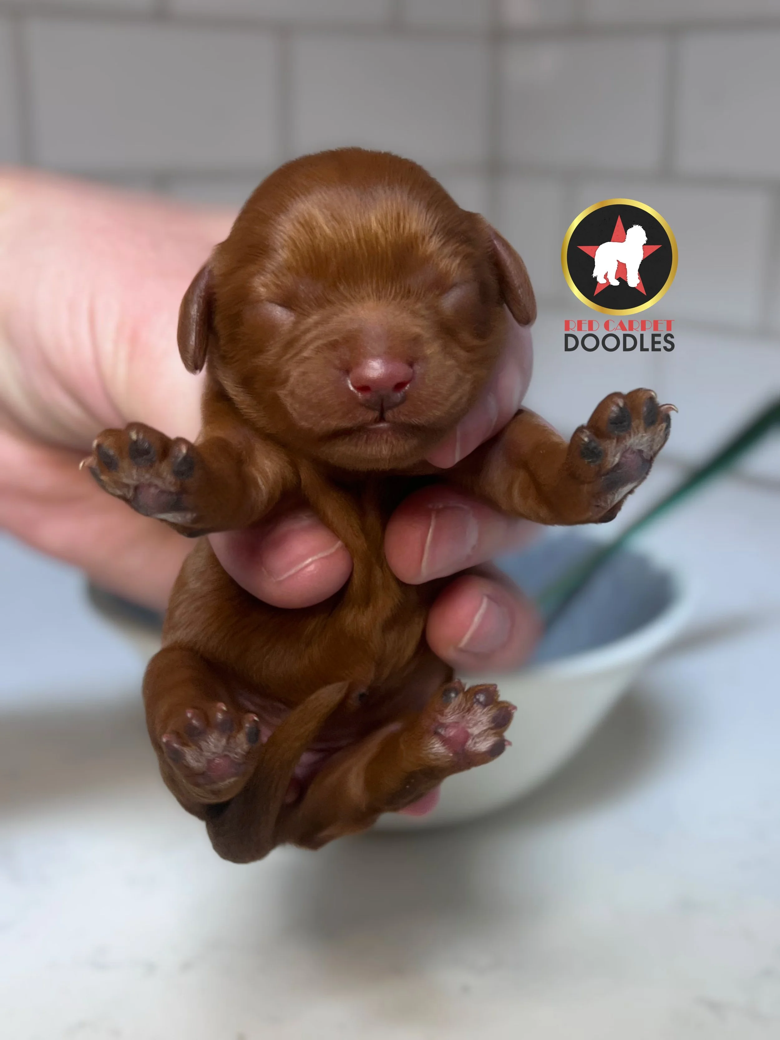 Cheerio - 2 days old (2).jpg