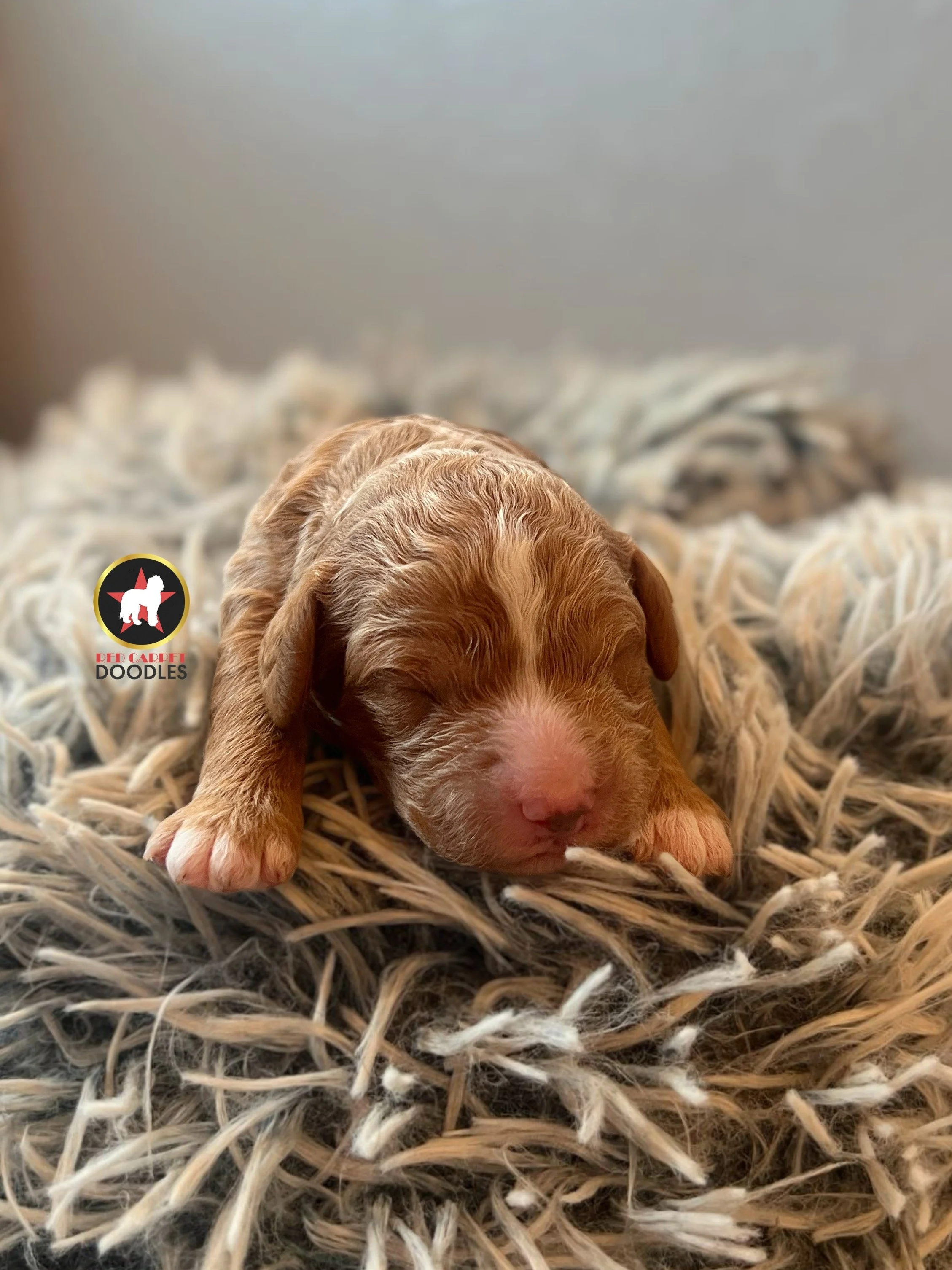 Flint - .5 weeks (1).jpg