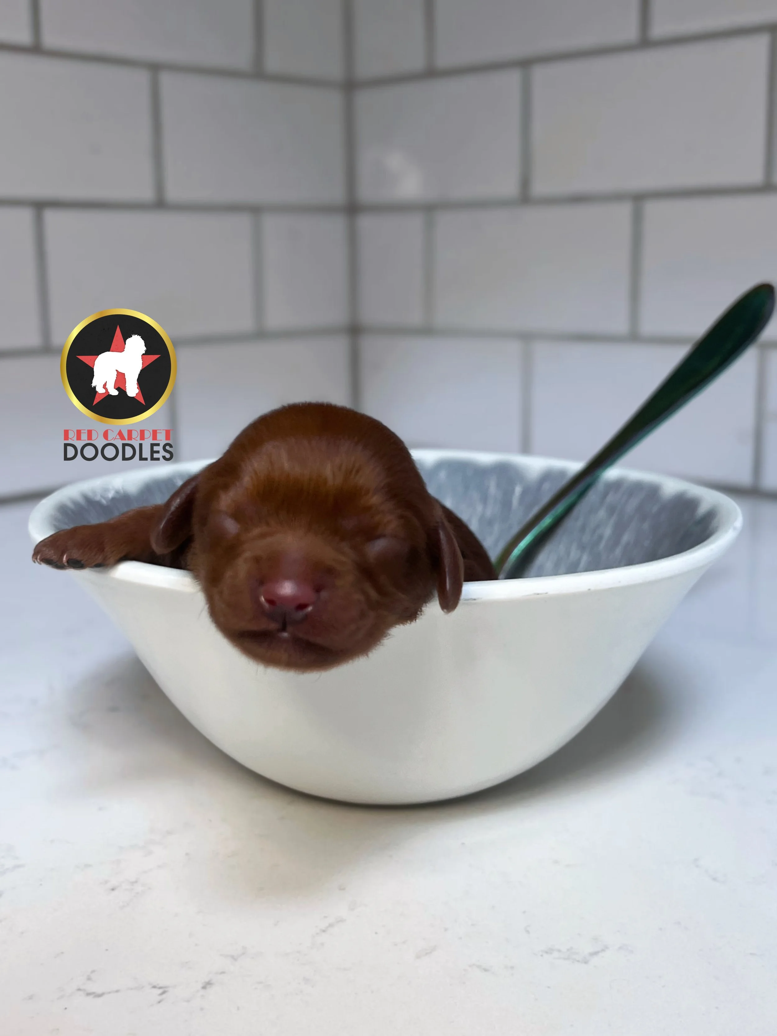 Cheerio - 2 days old (1).jpg